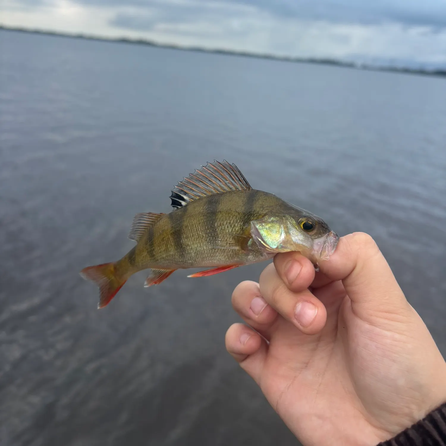 European perch caught on Fishbrain