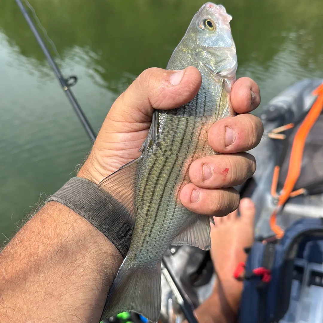 Yellow bass caught on Fishbrain