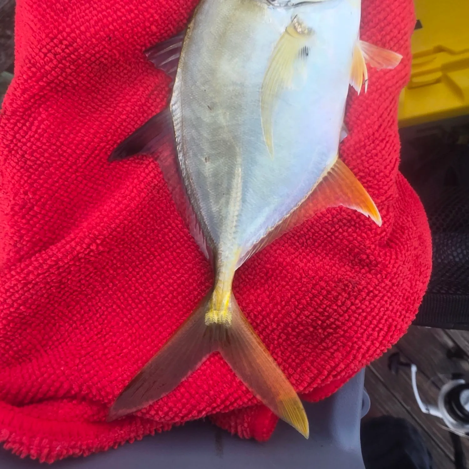 The most recent Crevalle jack catches on Fishbrain