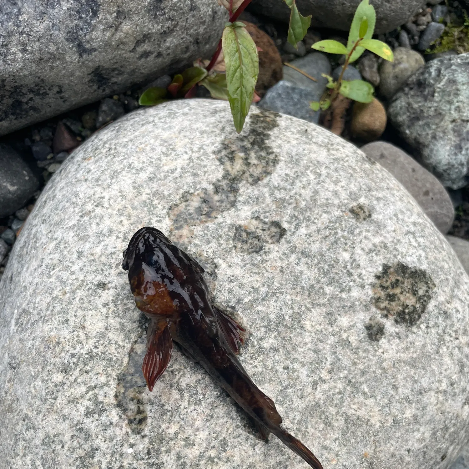 The most recent Prickly sculpin catches on Fishbrain