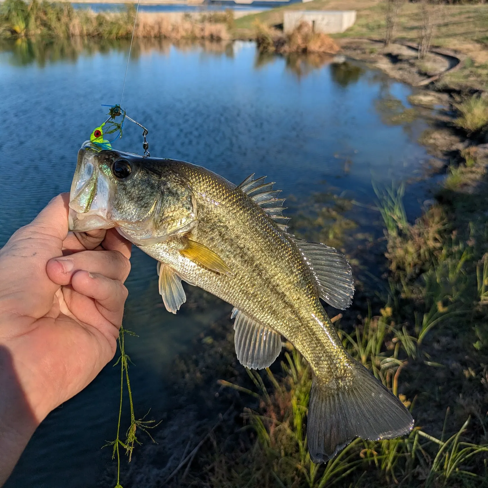 Largemouth bass caught on Fishbrain
