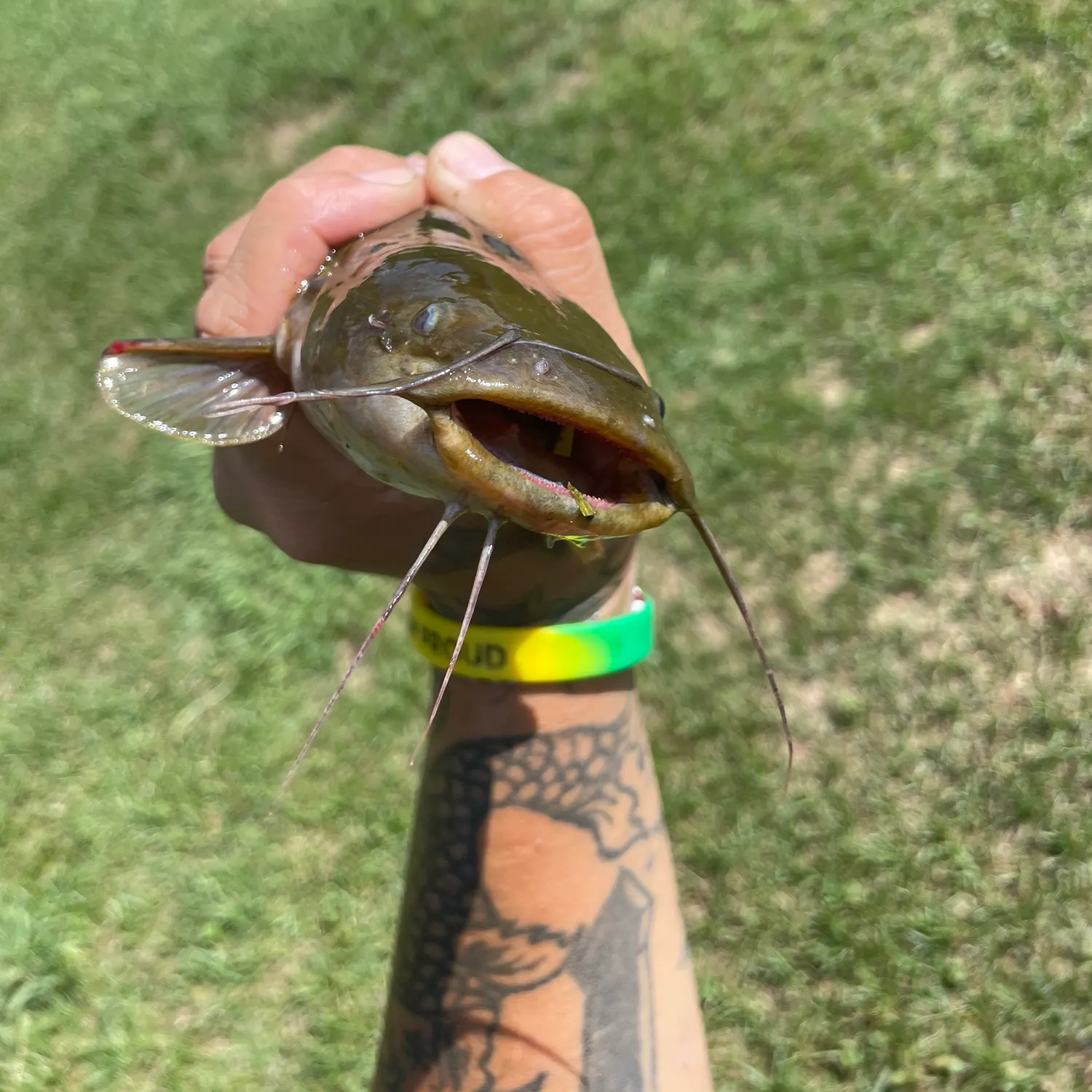 Black bullhead caught on Fishbrain