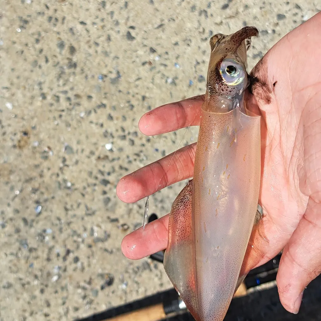 The most recent Longfin inshore squid catches on Fishbrain