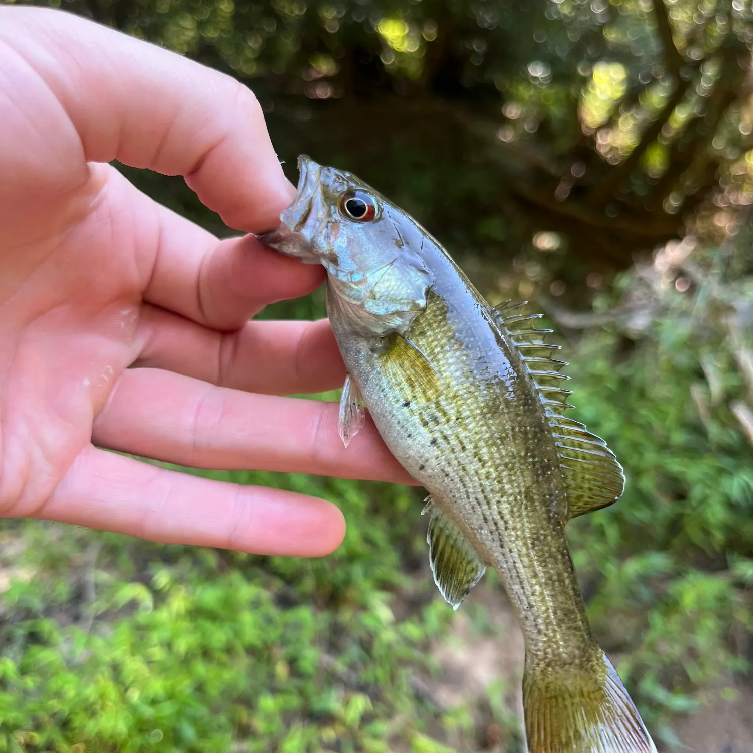 Redeye bass caught on Fishbrain