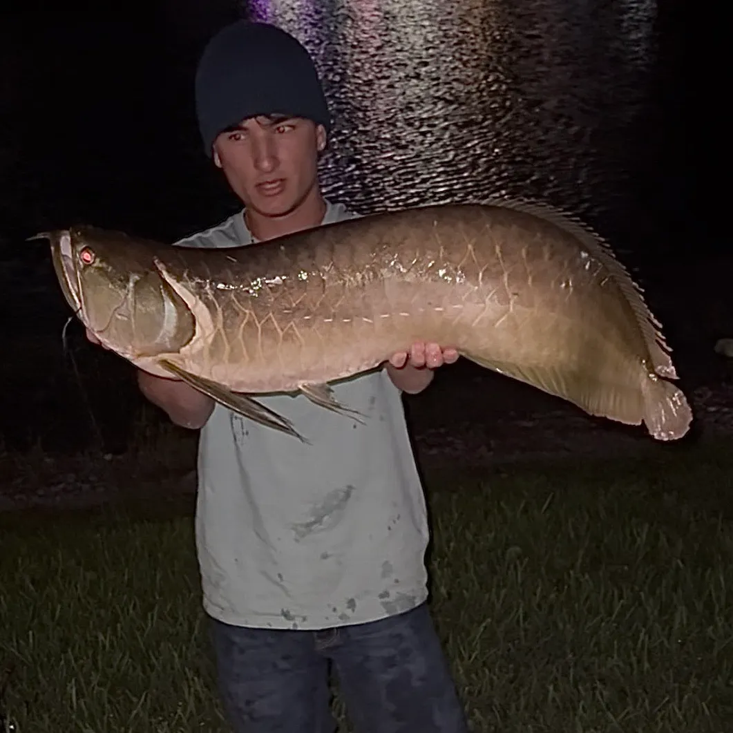The most recent Silver arowana catches on Fishbrain