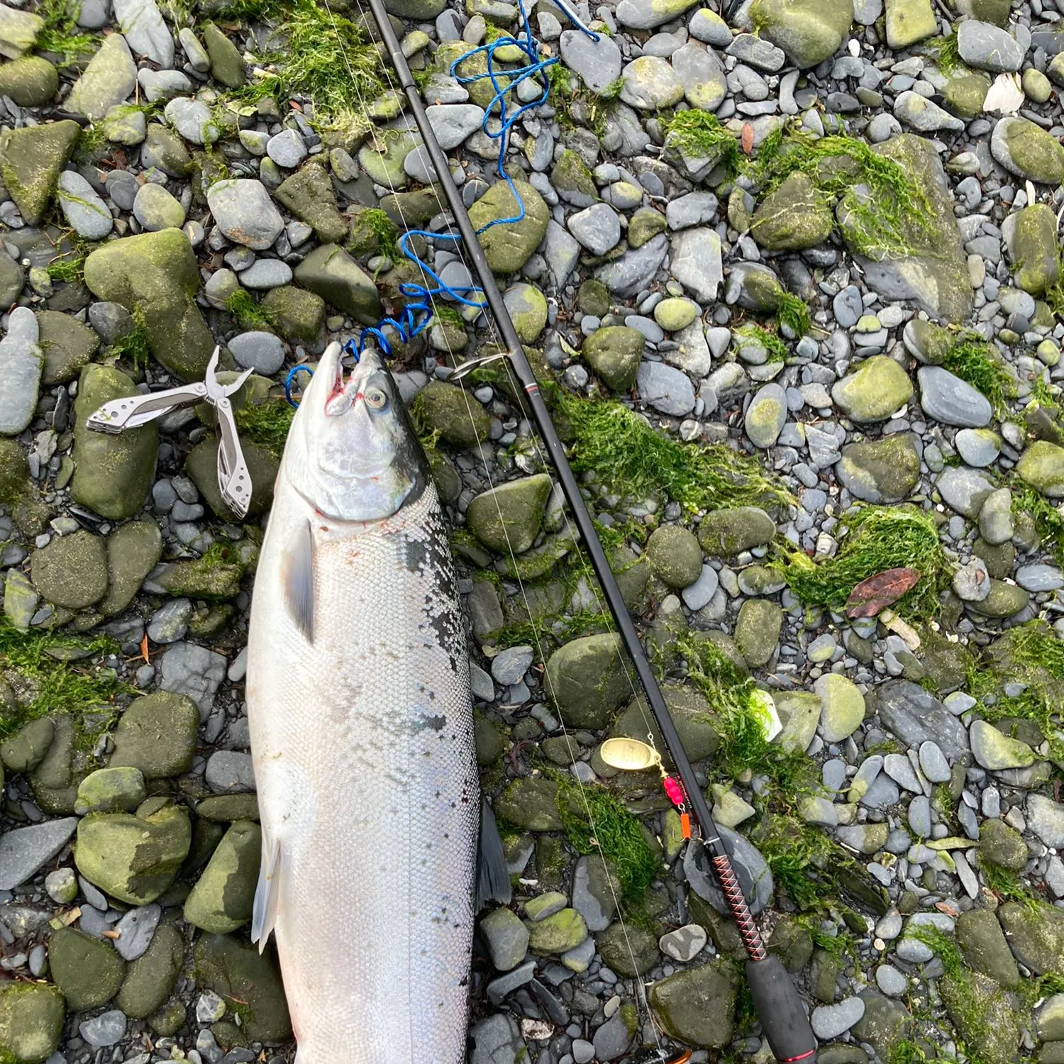 angler catch