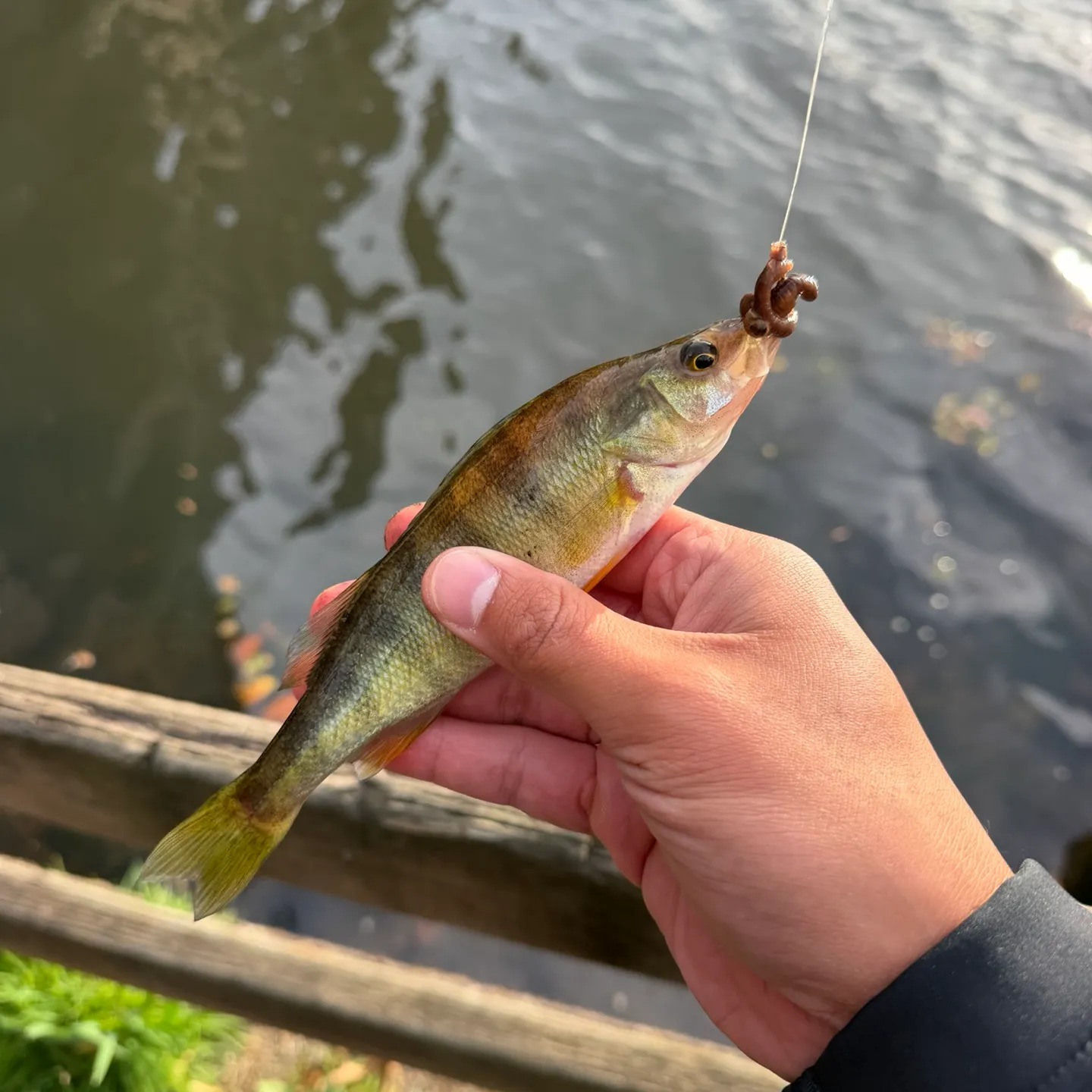 Yellow perch caught on Fishbrain