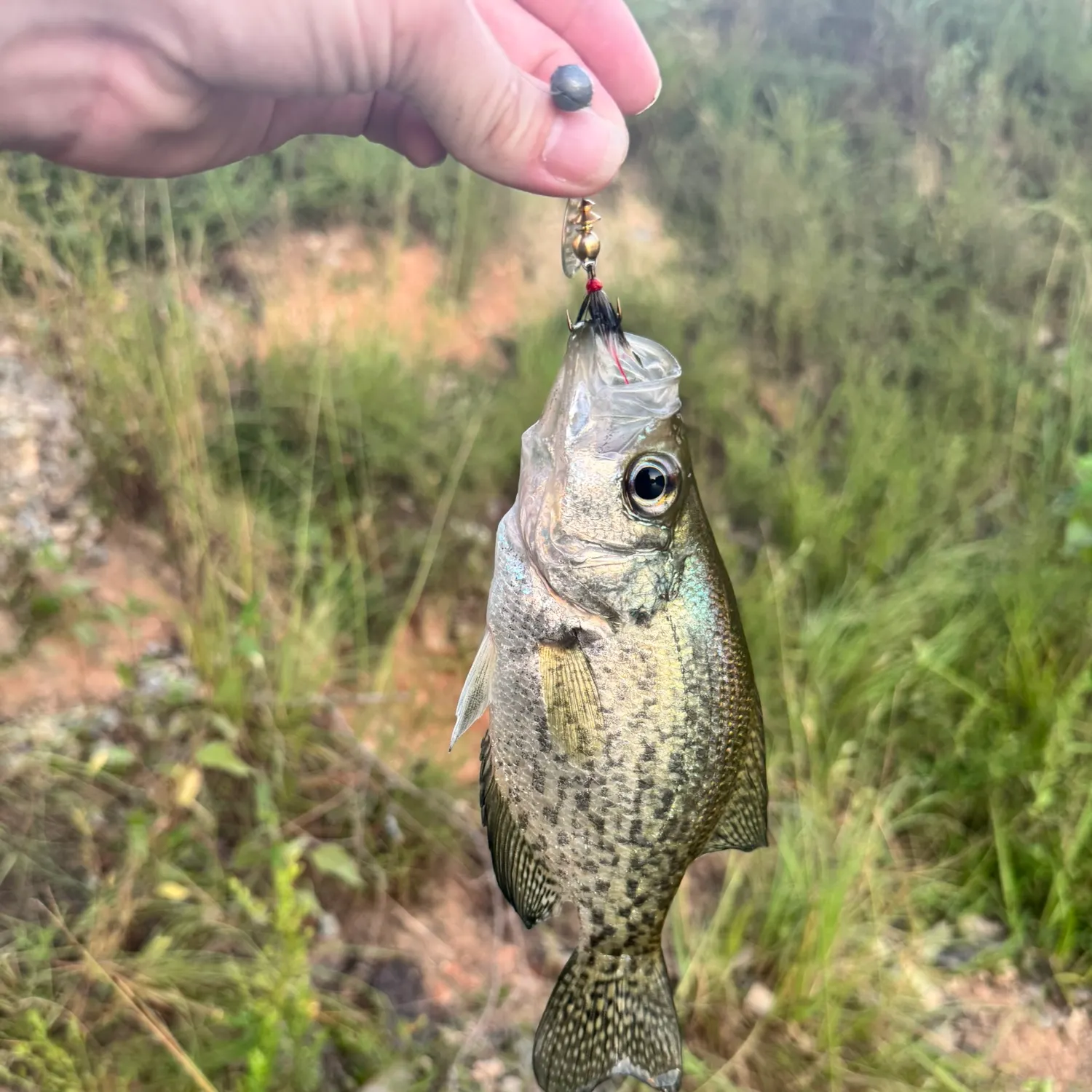 Black crappie caught on Fishbrain