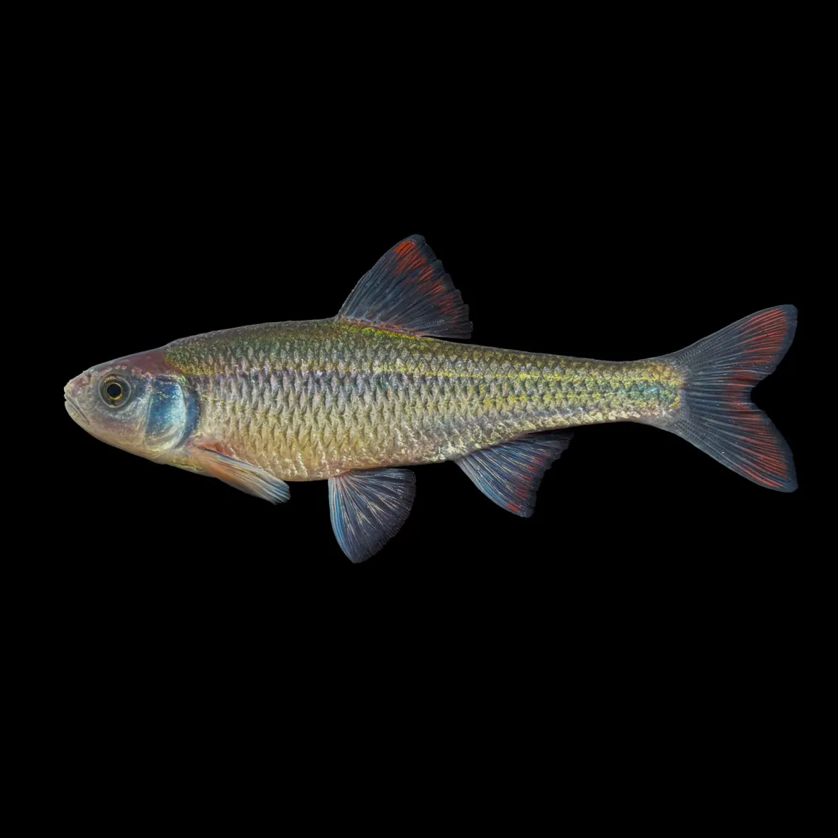 The most recent White shiner catches on Fishbrain