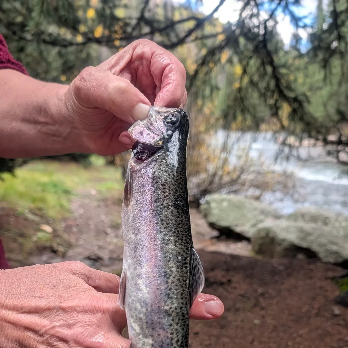 Rainbow trout caught on Fishbrain