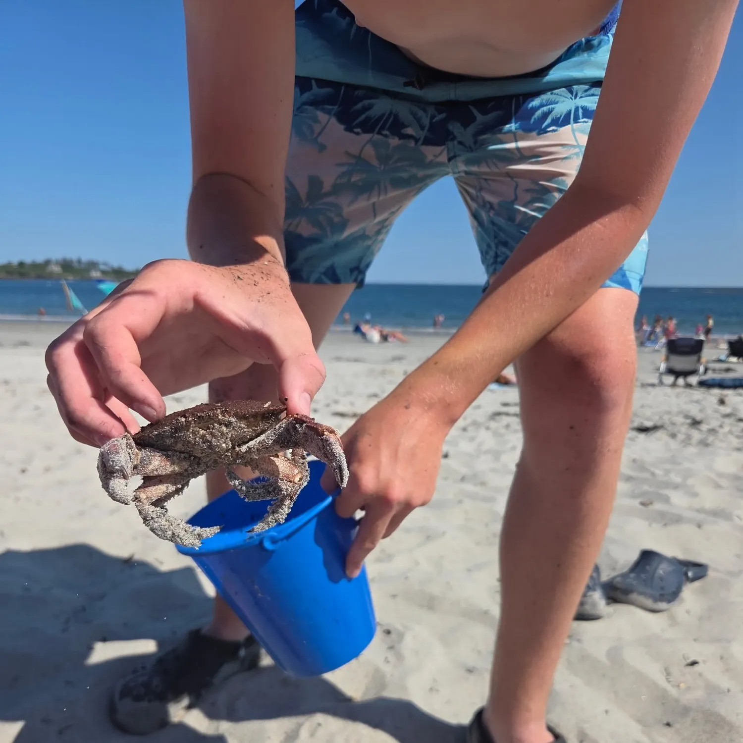 The most recent Atlantic rock crab catches on Fishbrain