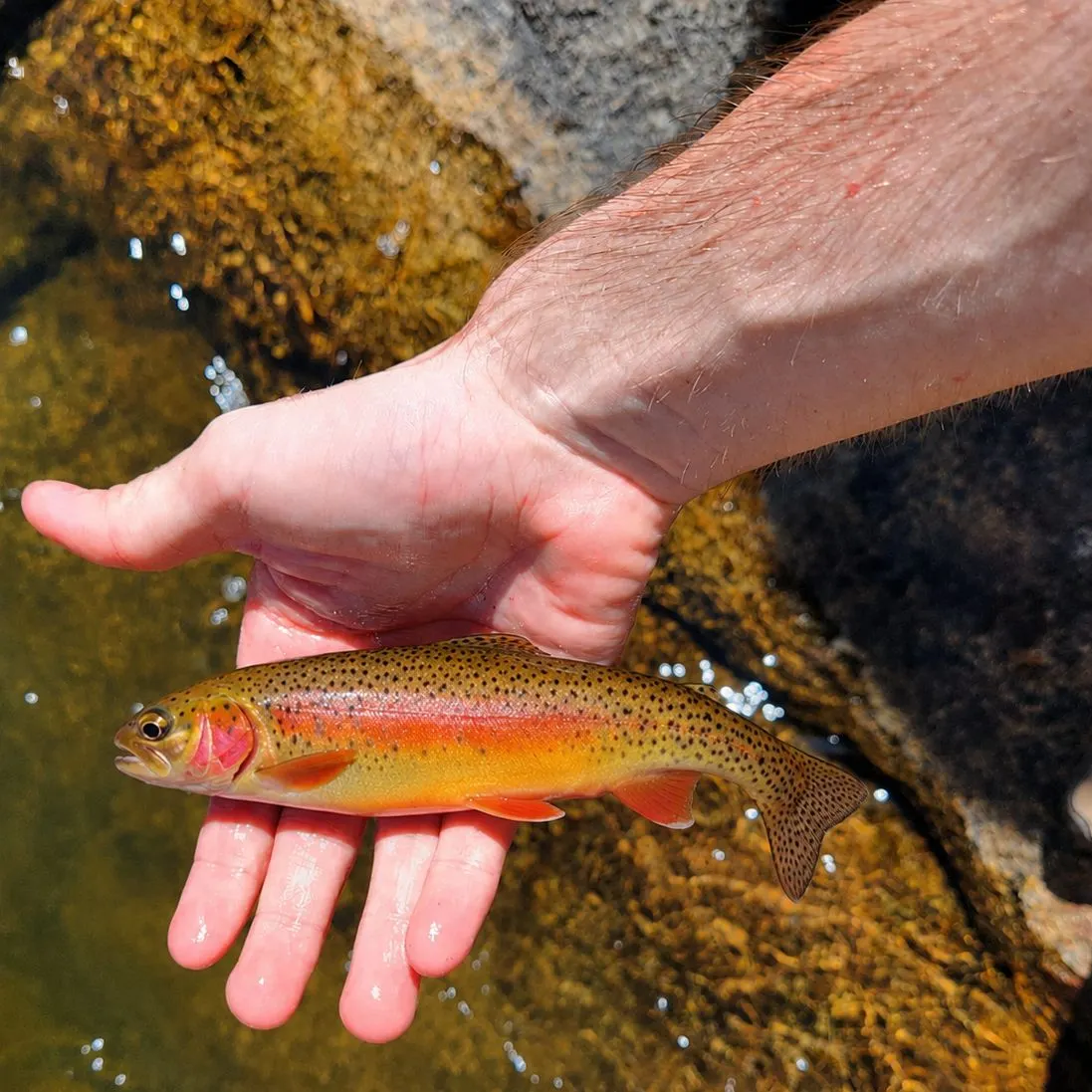 The most recent Golden trout catches on Fishbrain