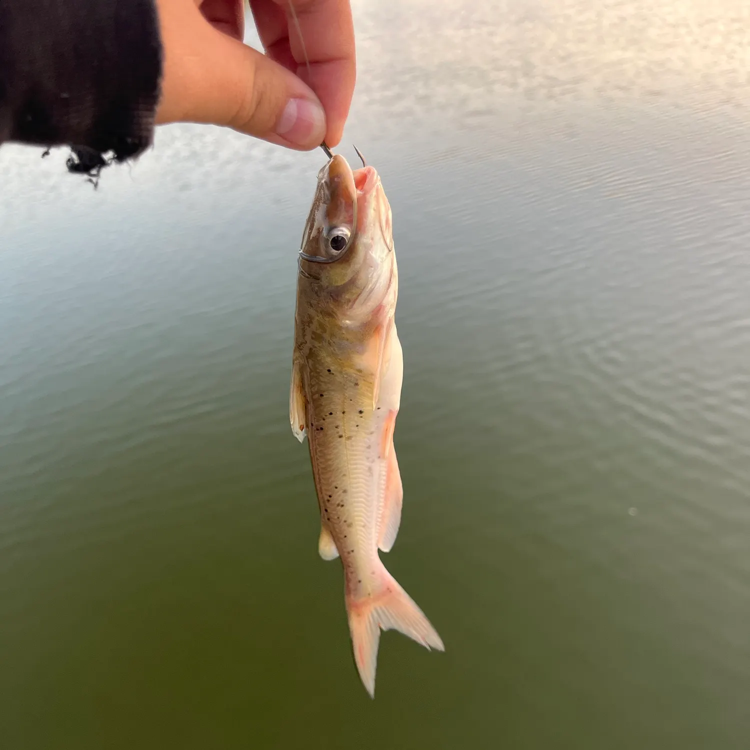 Channel catfish caught on Fishbrain
