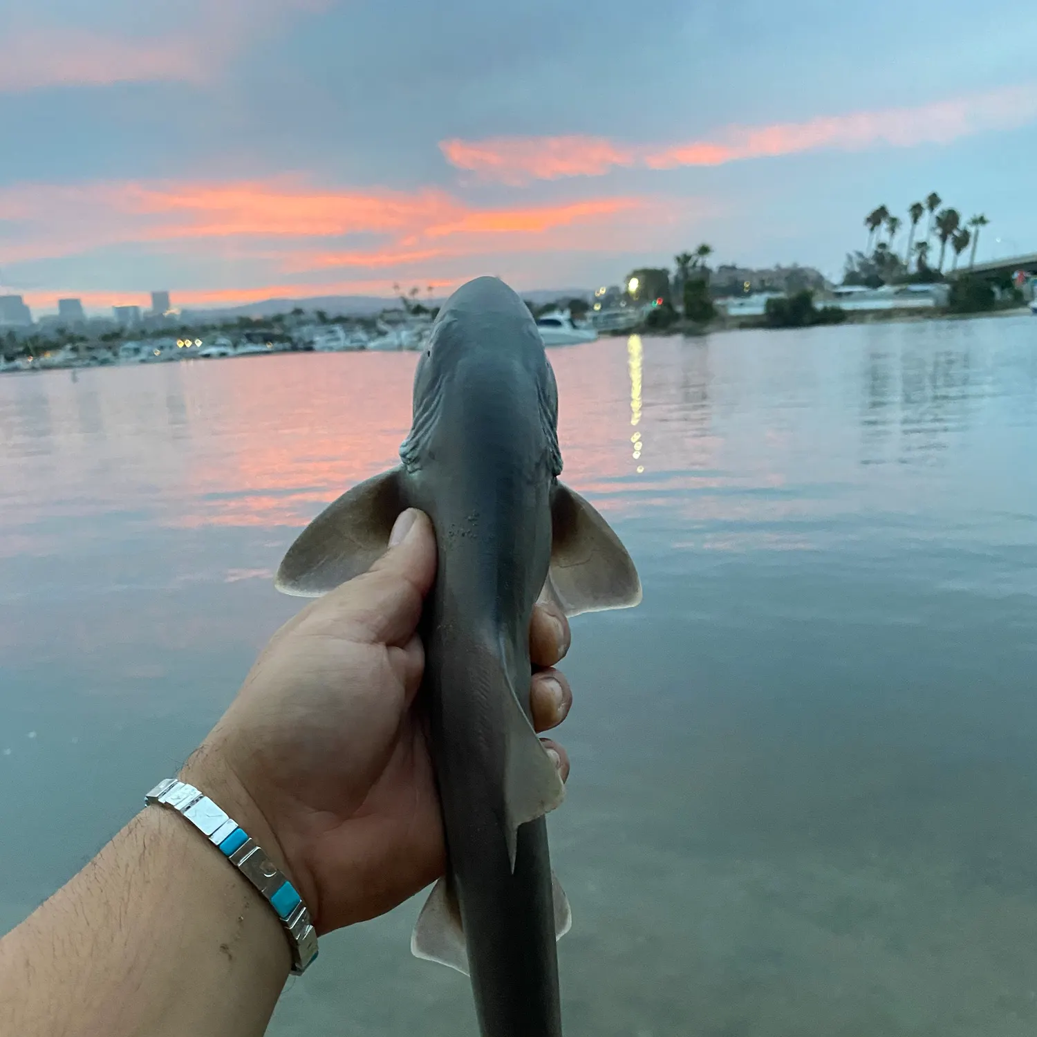 The most recent Grey smooth-hound catches on Fishbrain