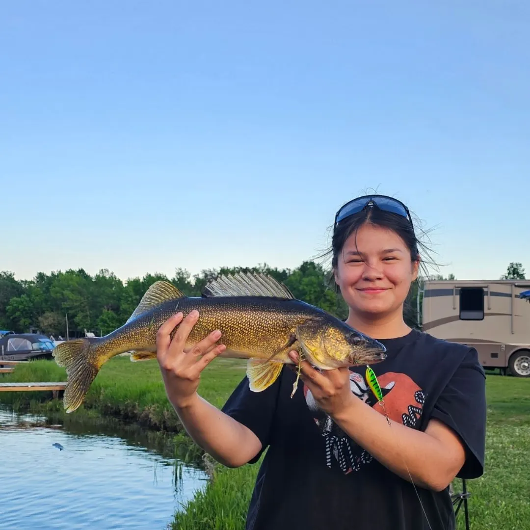 Walleye caught on Fishbrain