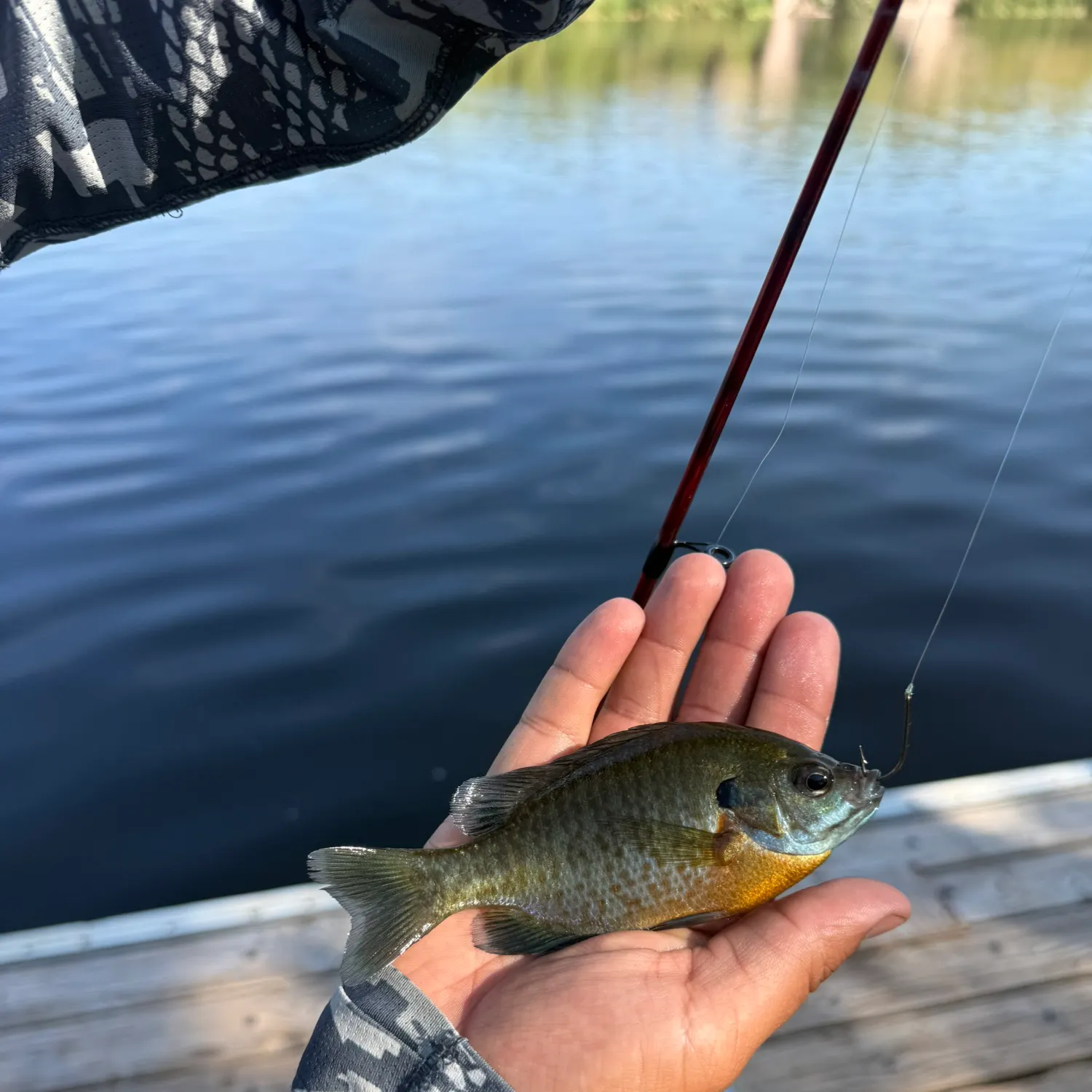 Bluegill caught on Fishbrain