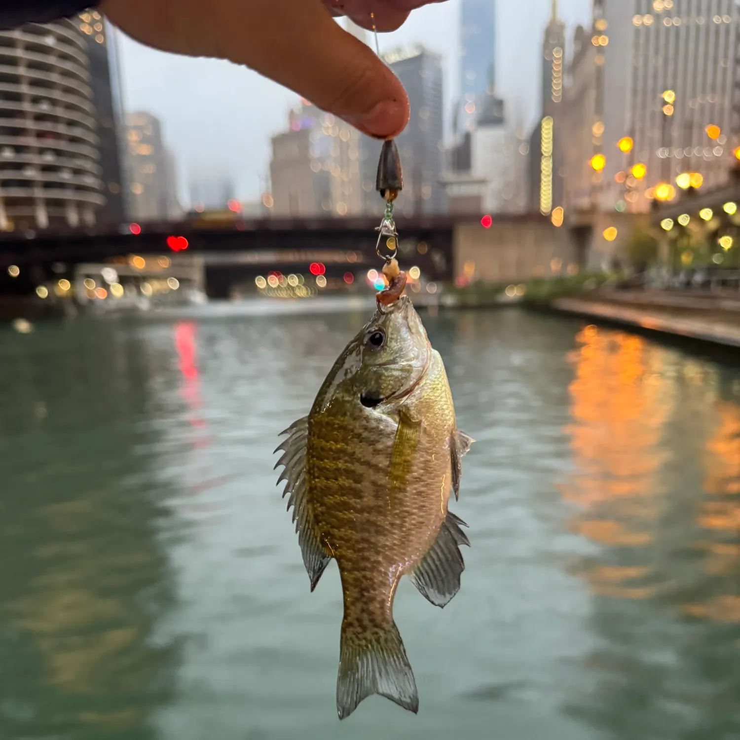 Bluegill caught on Fishbrain