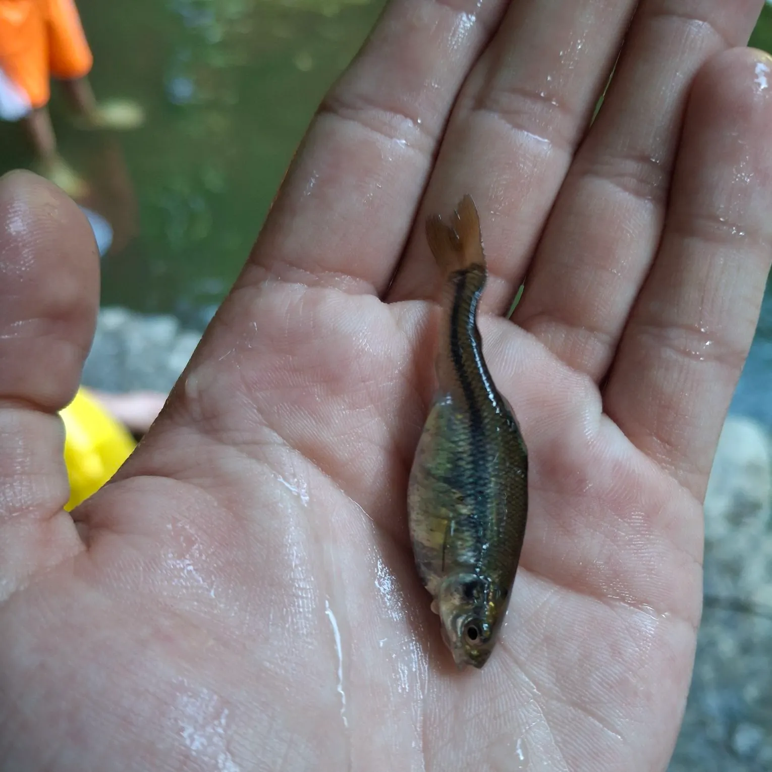 The most recent Fathead minnow catches on Fishbrain