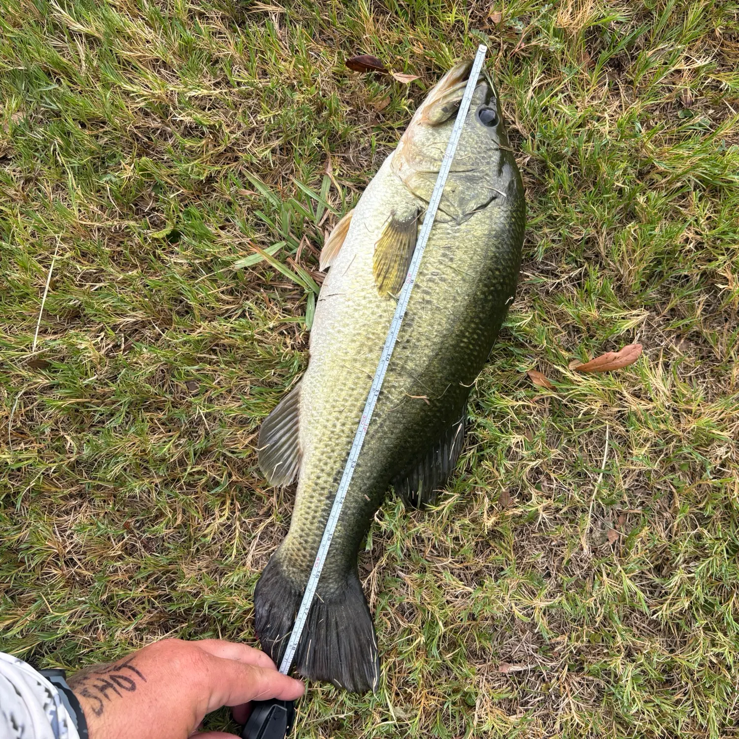 Largemouth bass caught on Fishbrain