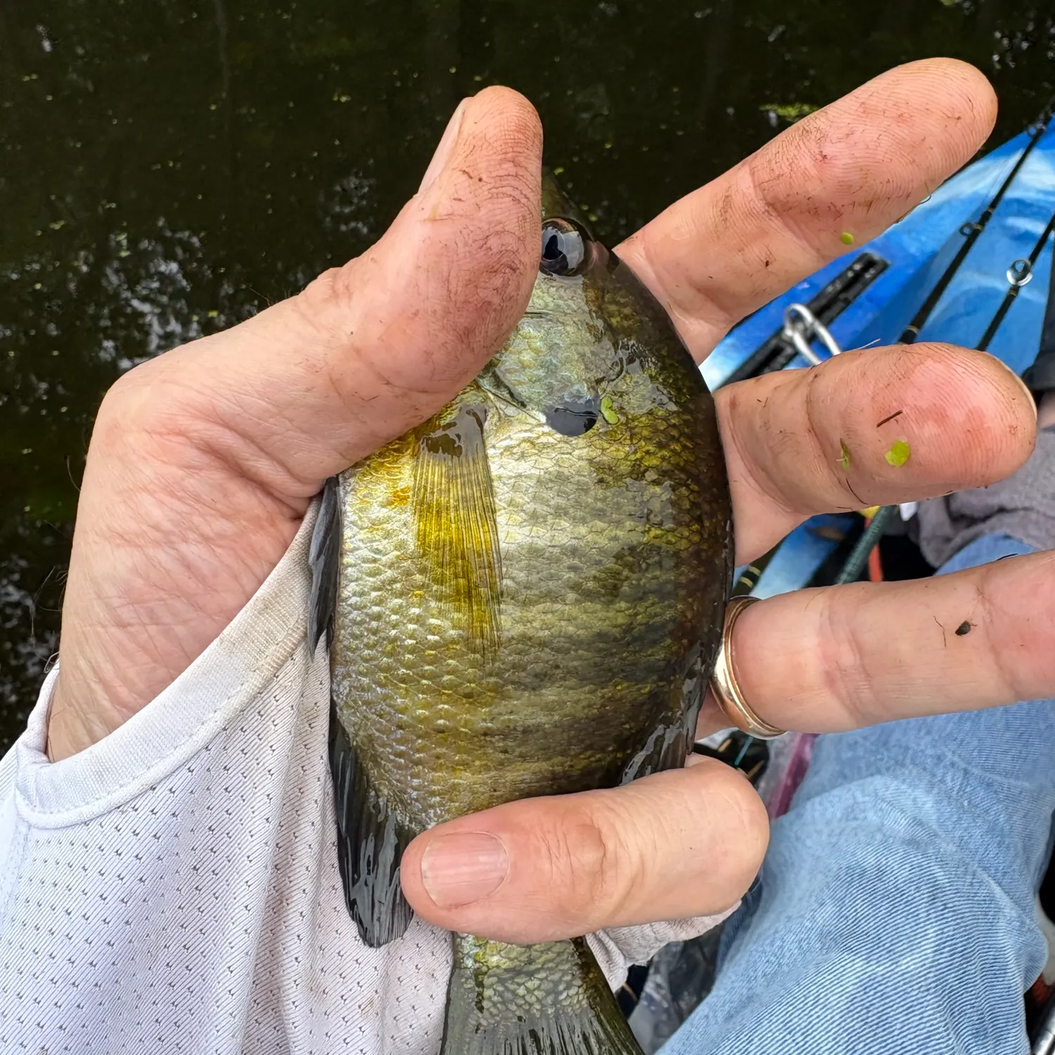 Bluegill caught on Fishbrain