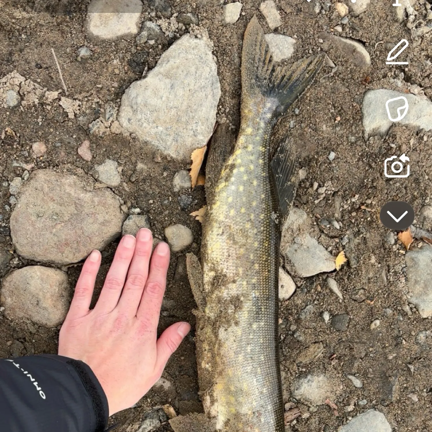 recently logged catches