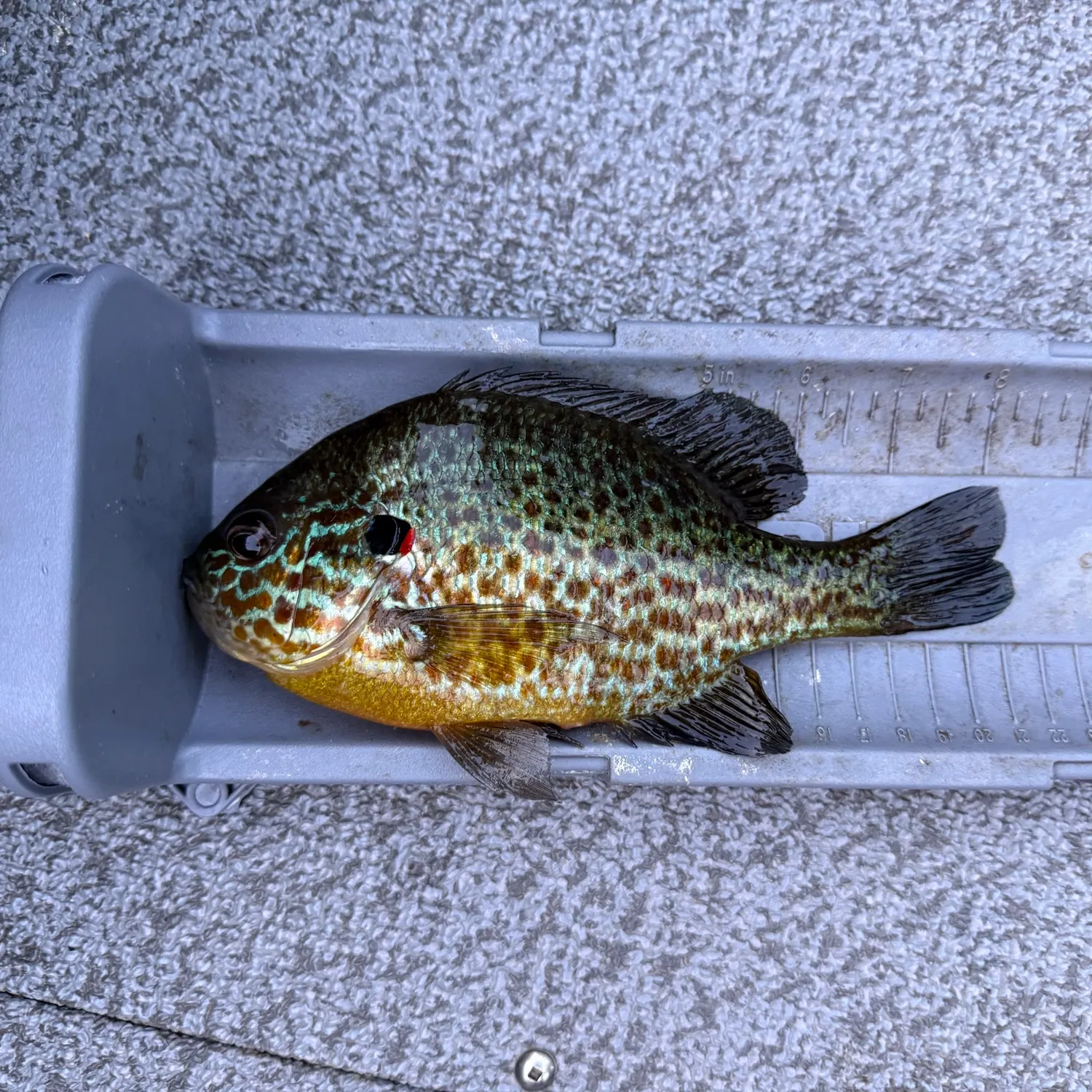 Pumpkinseed caught on Fishbrain