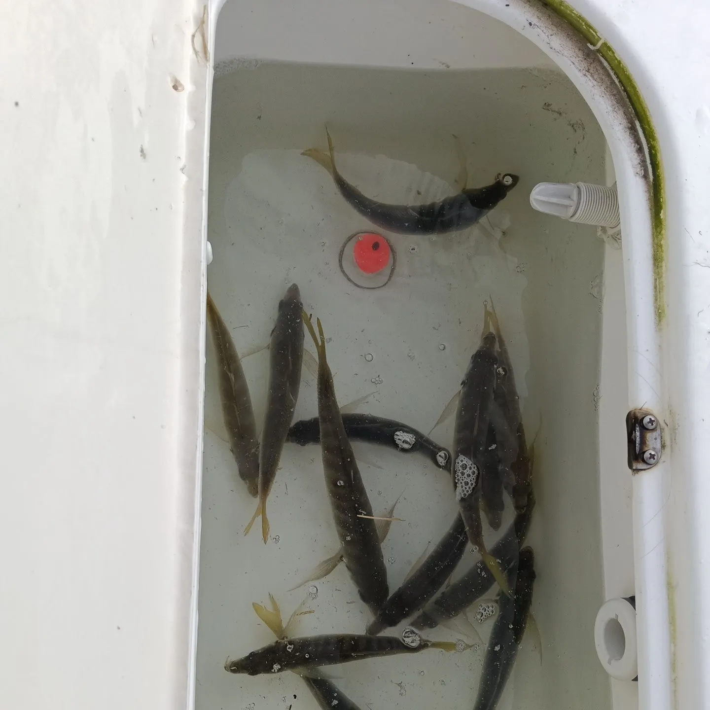 The most recent Yellowtail scad catches on Fishbrain