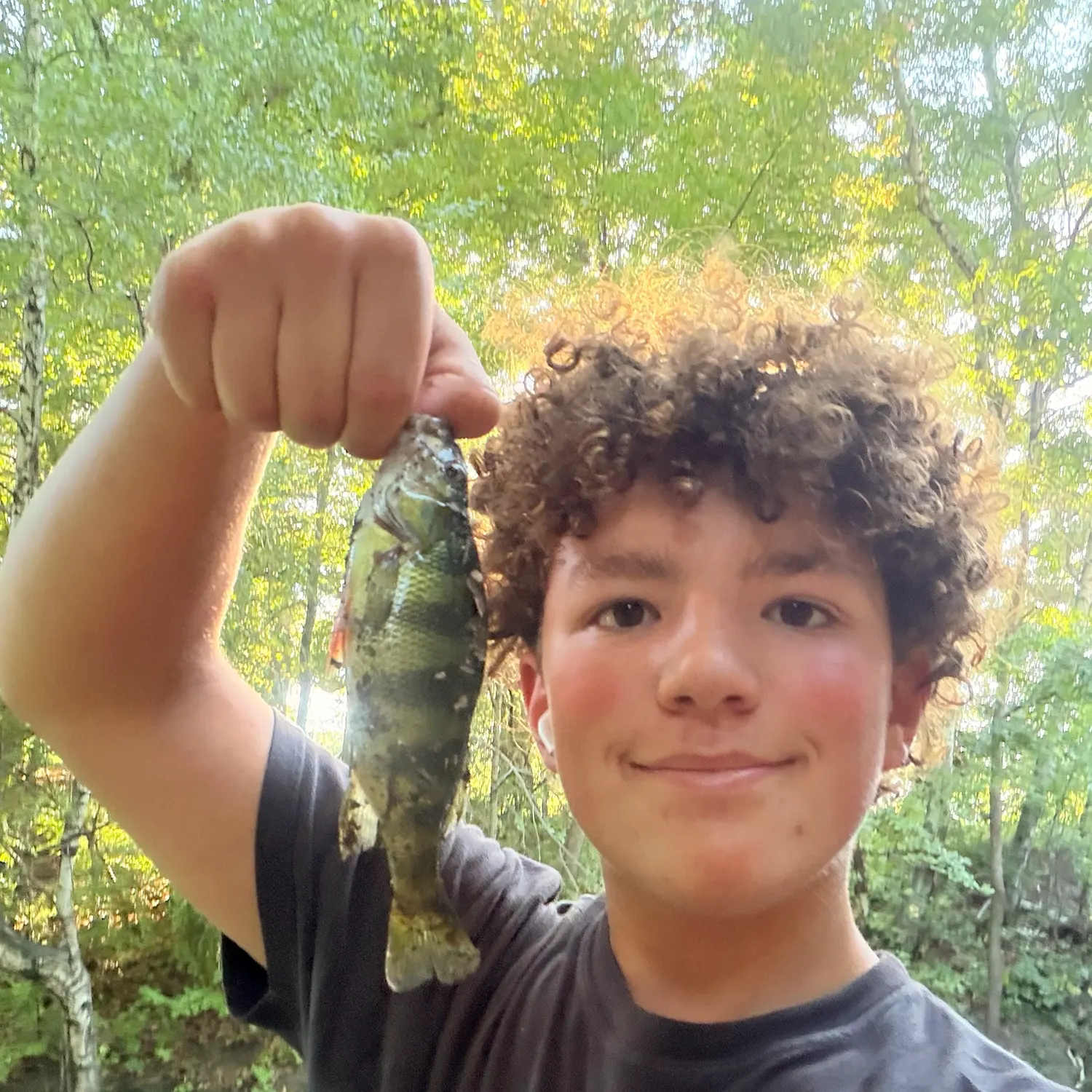 Yellow perch caught on Fishbrain