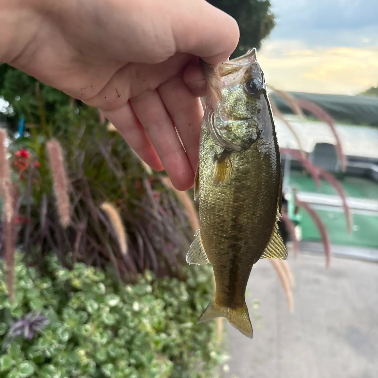 catch
