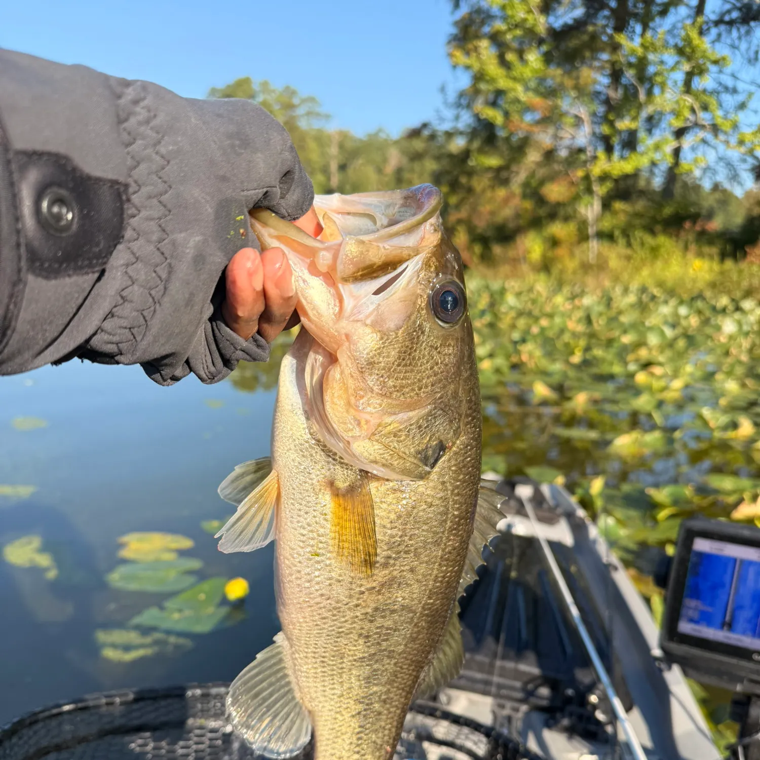 Largemouth bass caught on Fishbrain