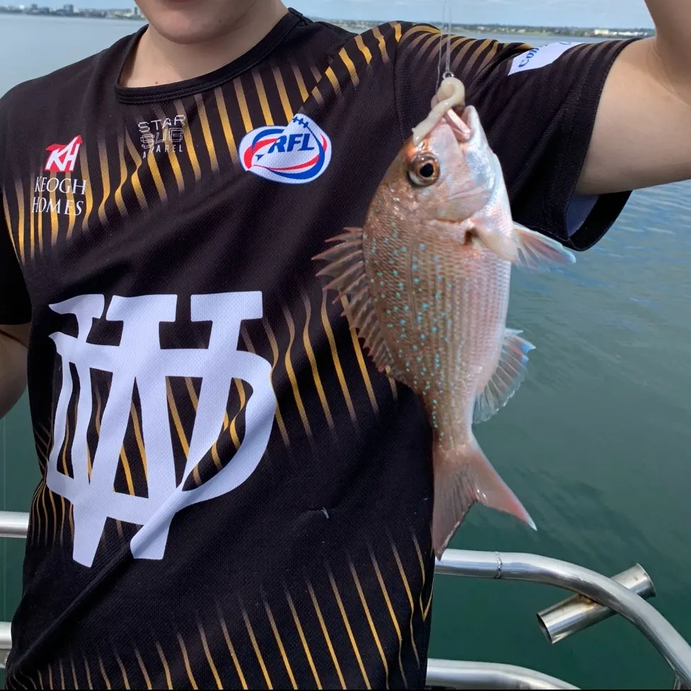 The most recent Australasian snapper catches on Fishbrain