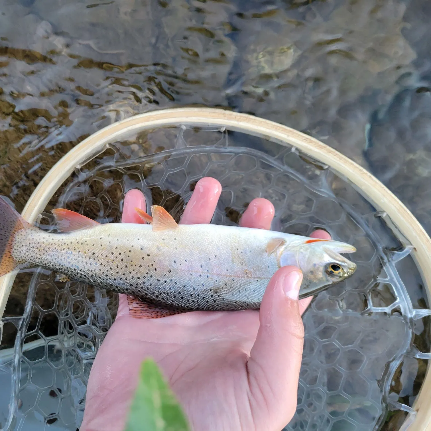 Snake River fine-spotted cutthroat trout caught on Fishbrain
