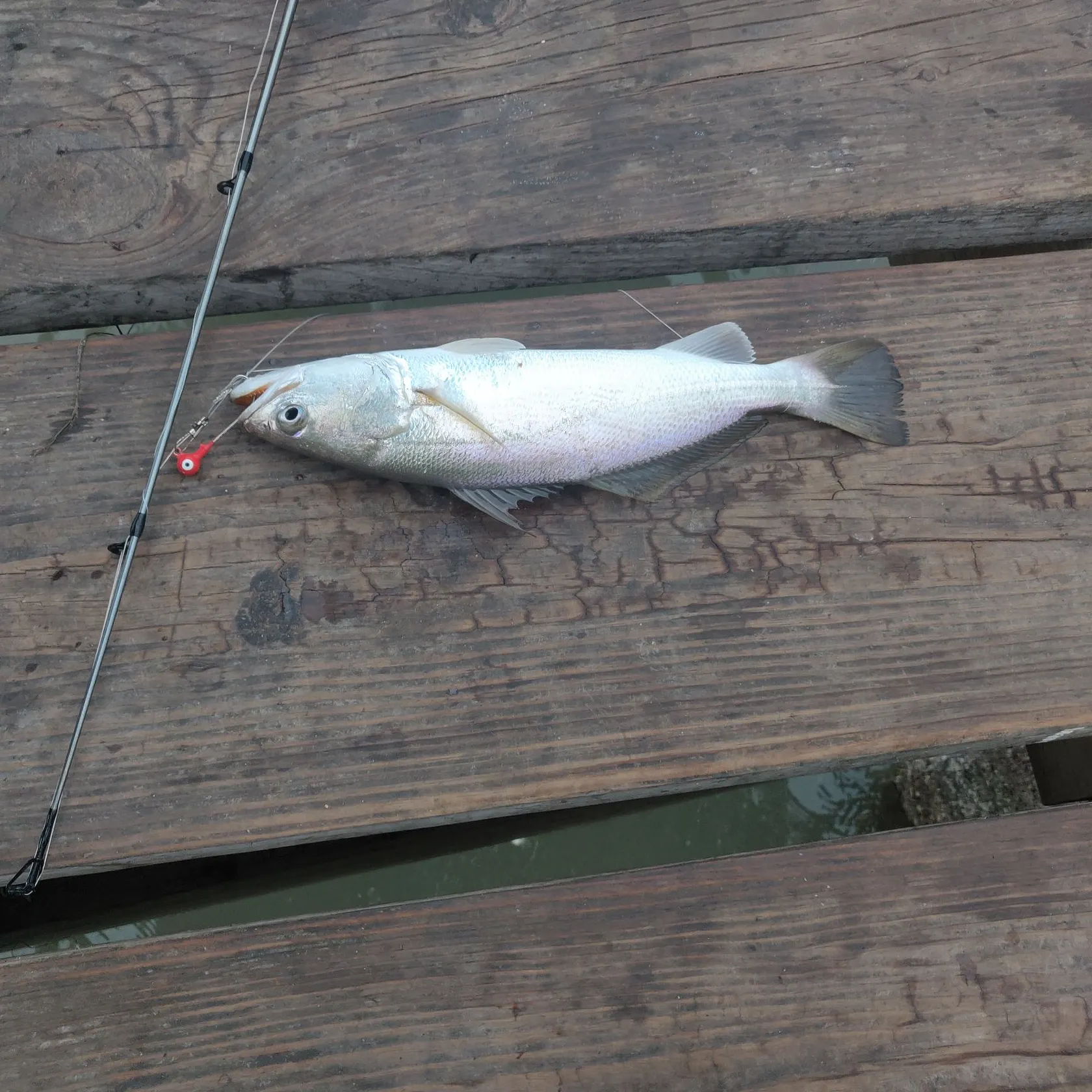 The most recent Sand seatrout catches on Fishbrain