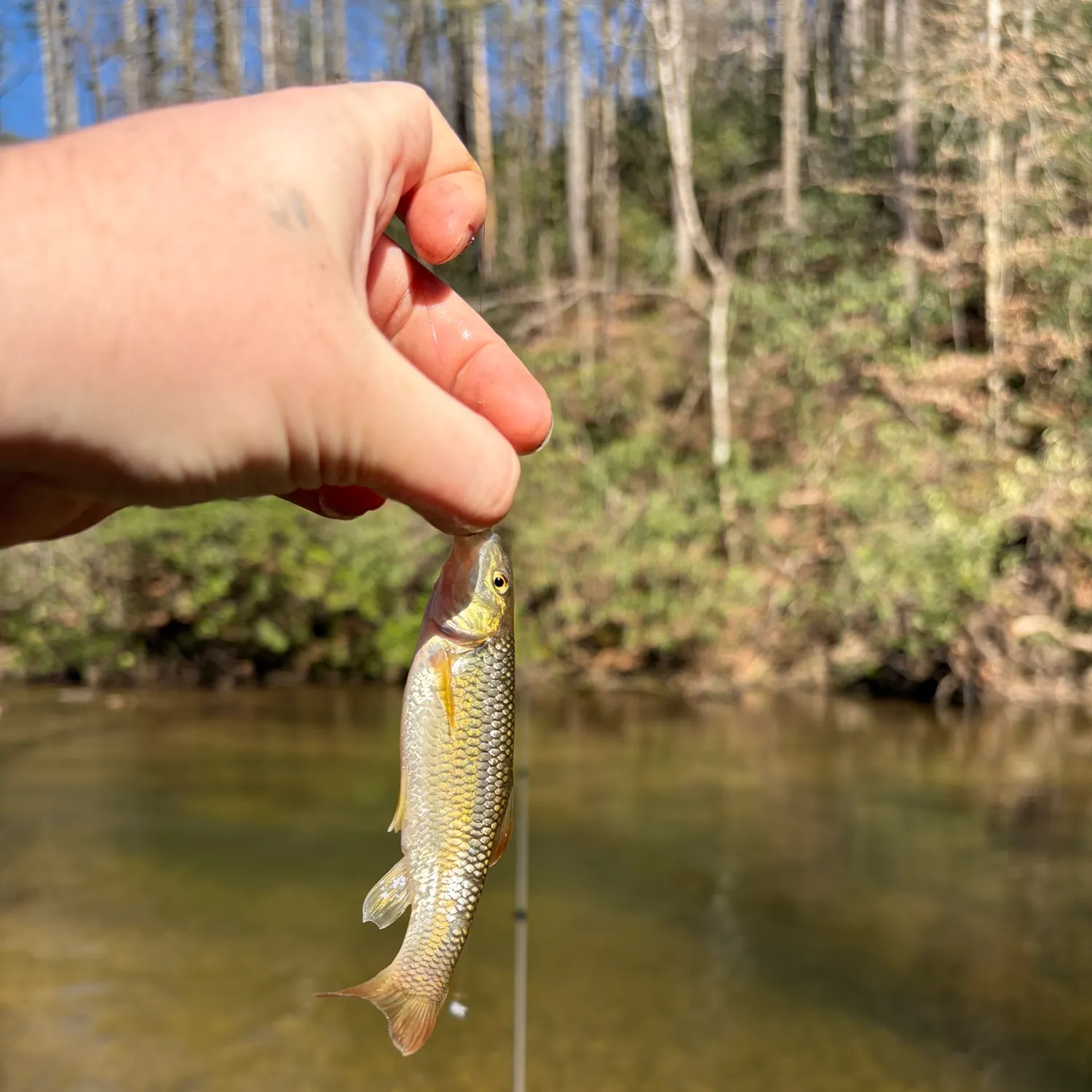 The most recent Bluehead chub catches on Fishbrain