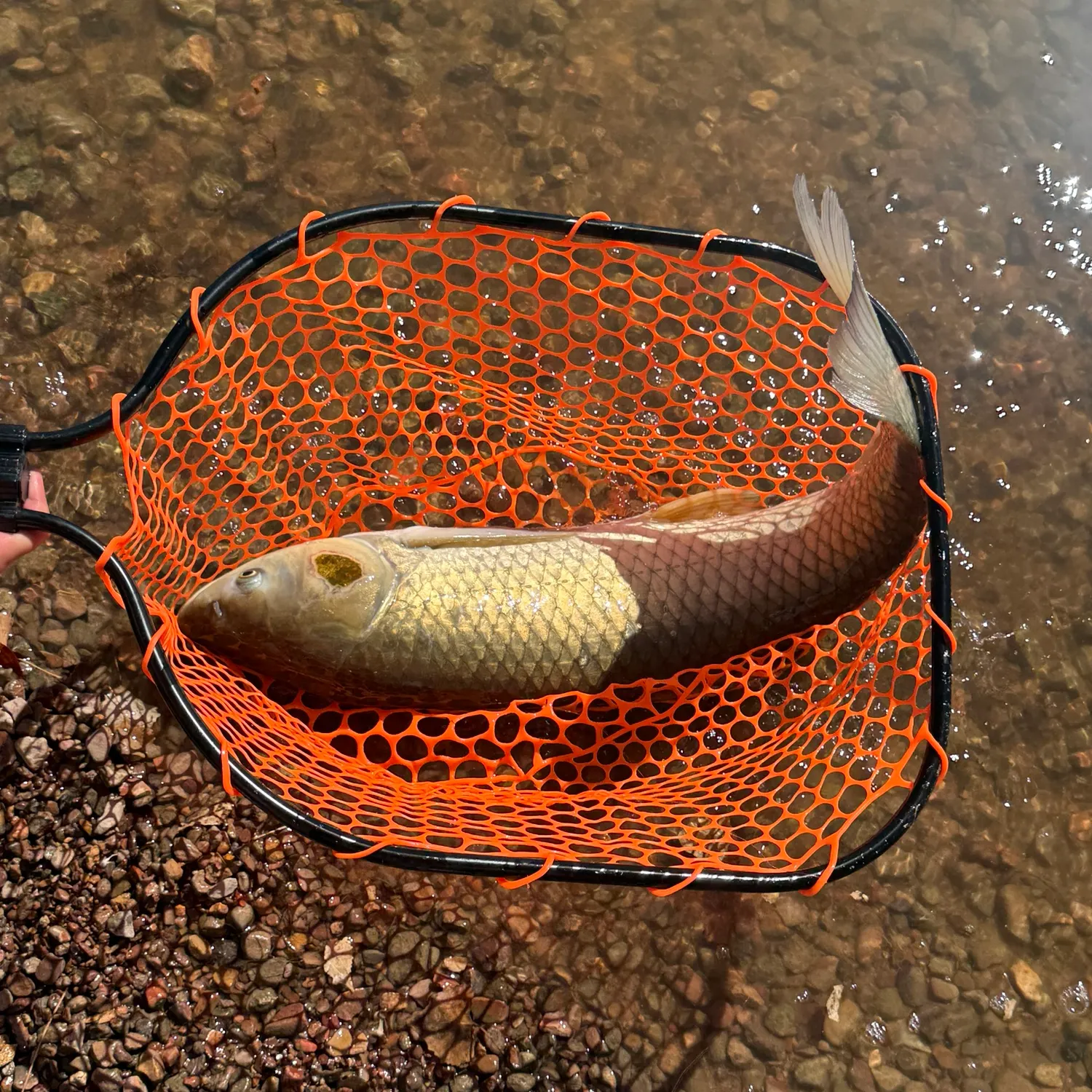 Grass carp caught on Fishbrain