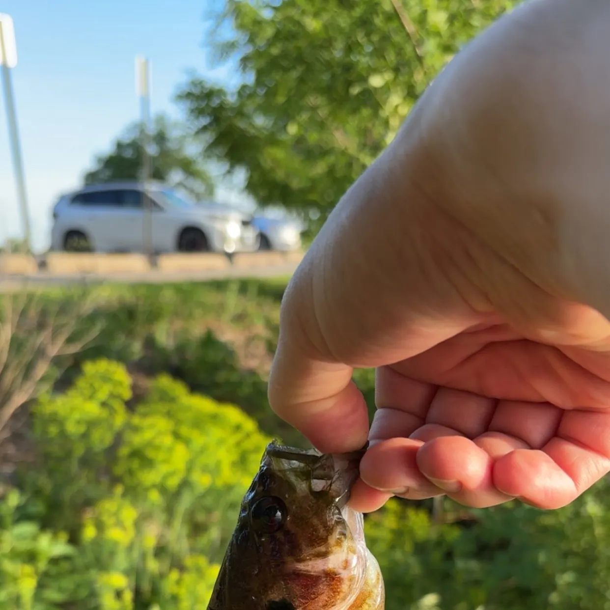 catch