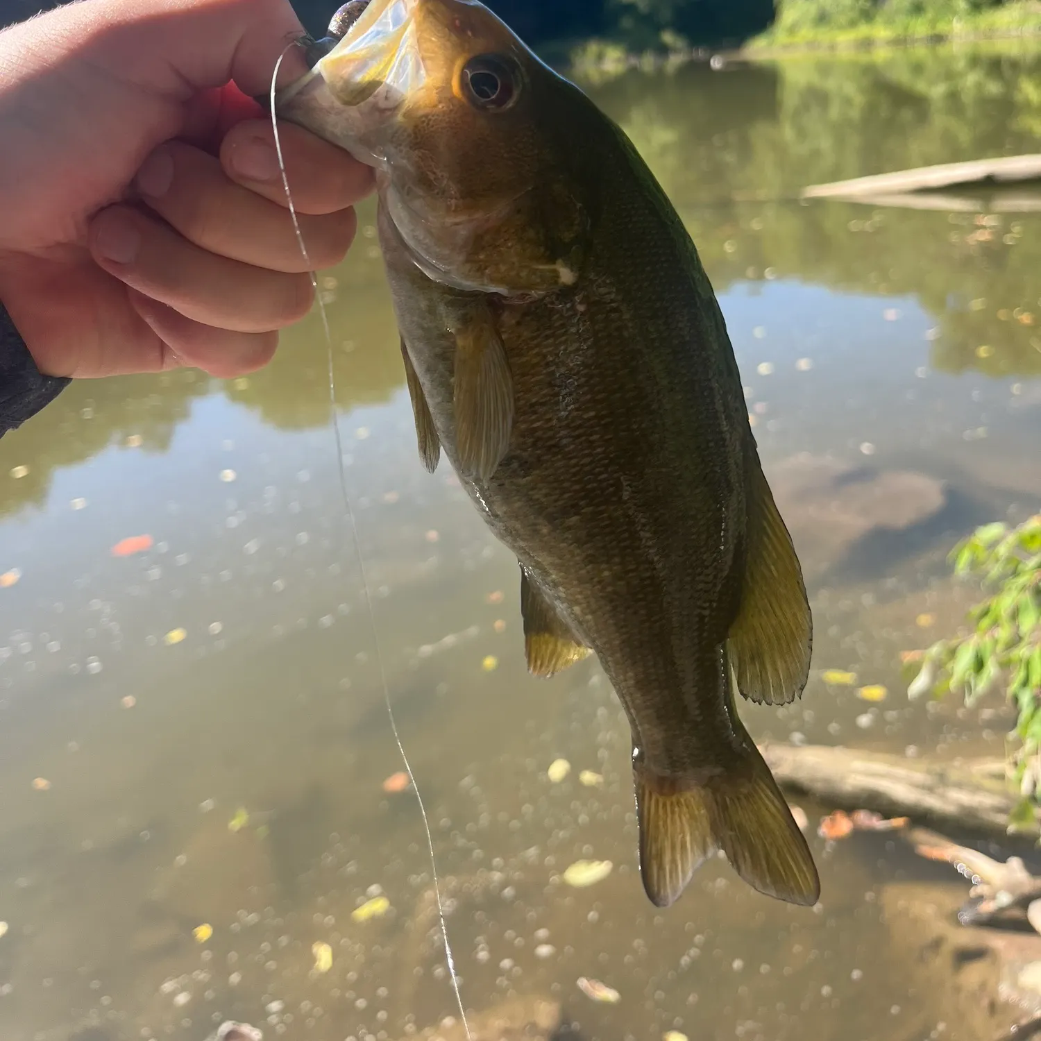 Smallmouth bass caught on Fishbrain