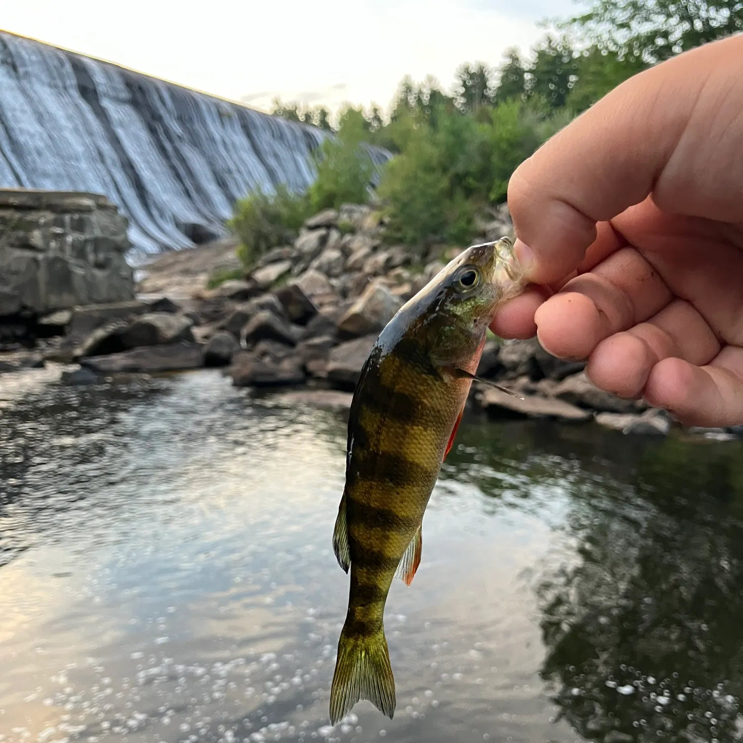 Yellow perch caught on Fishbrain
