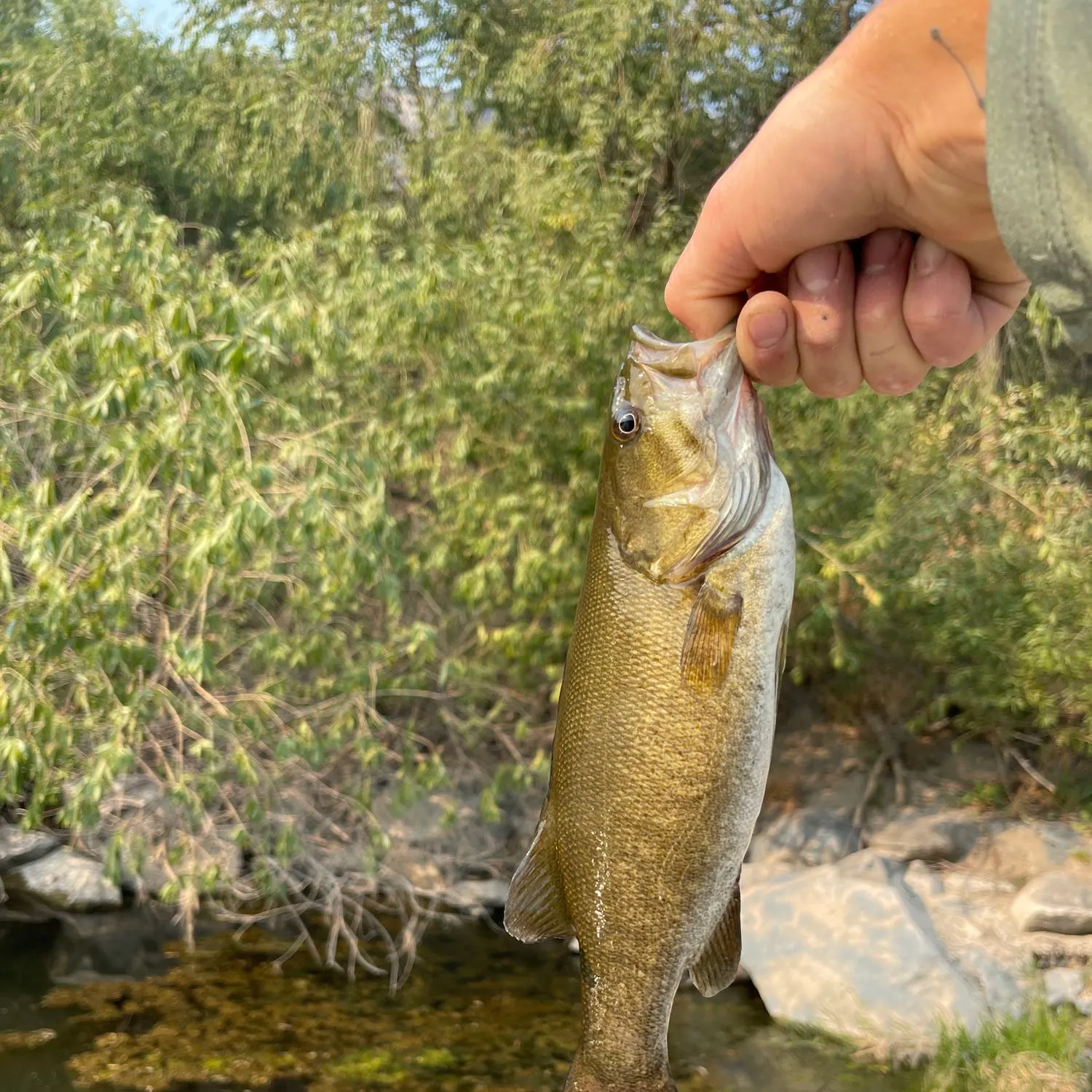angler catch