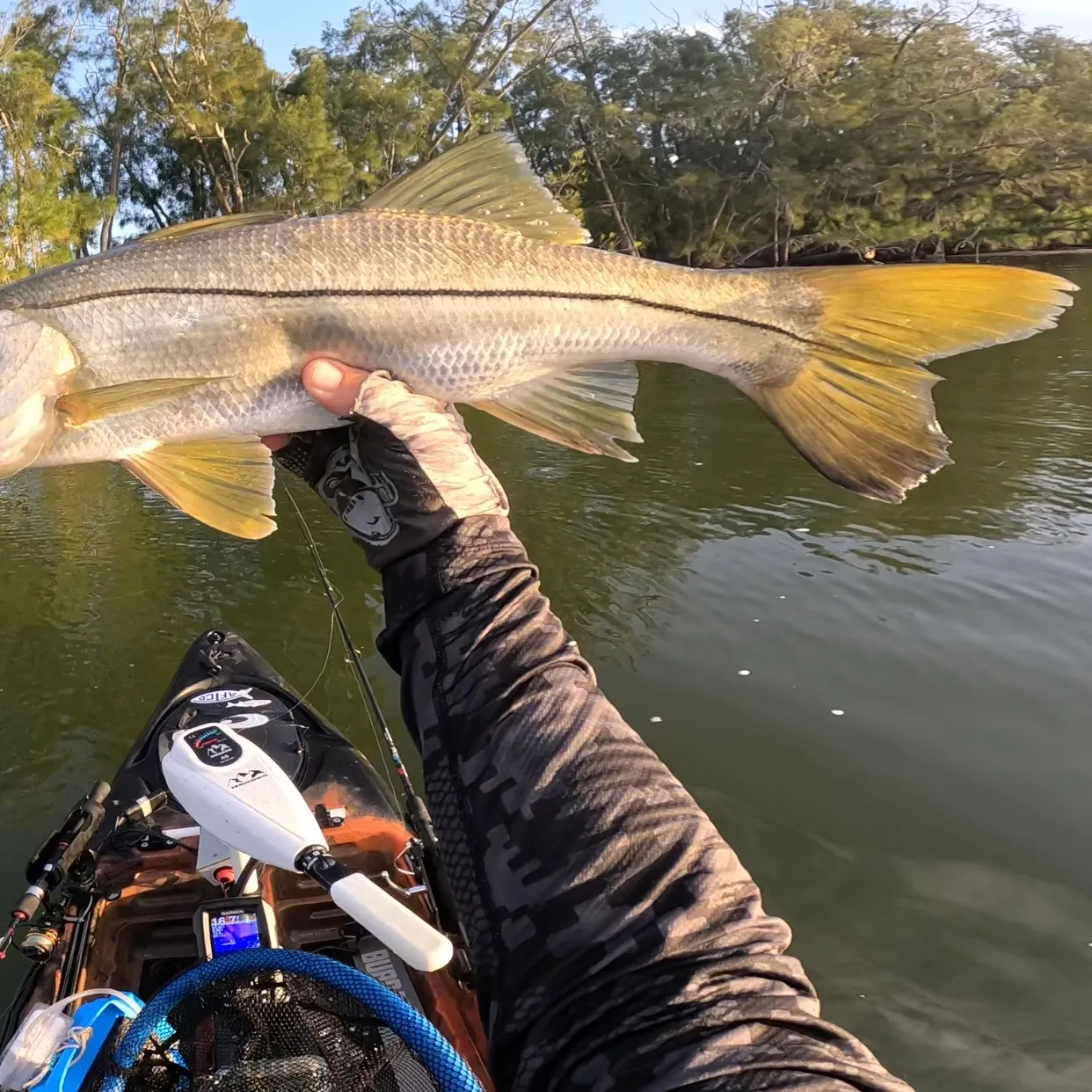 The most recent Common snook catches on Fishbrain