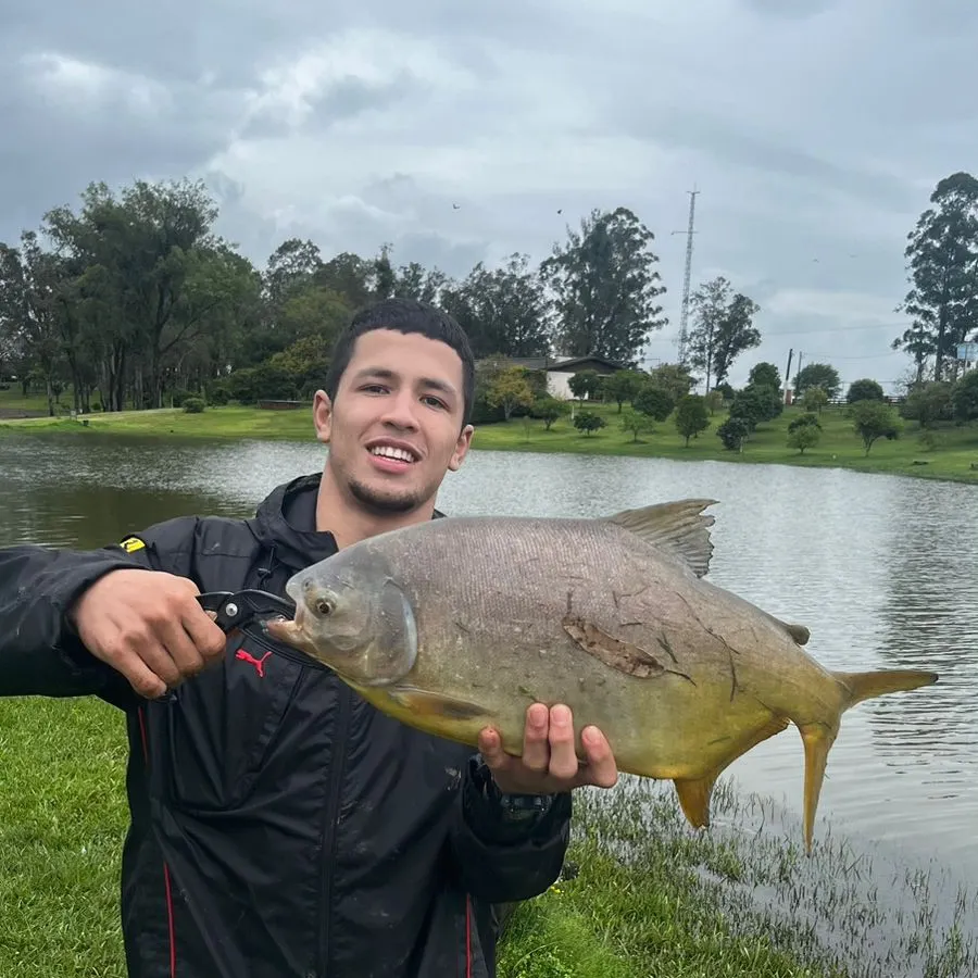The most recent Small-scaled pacu catches on Fishbrain