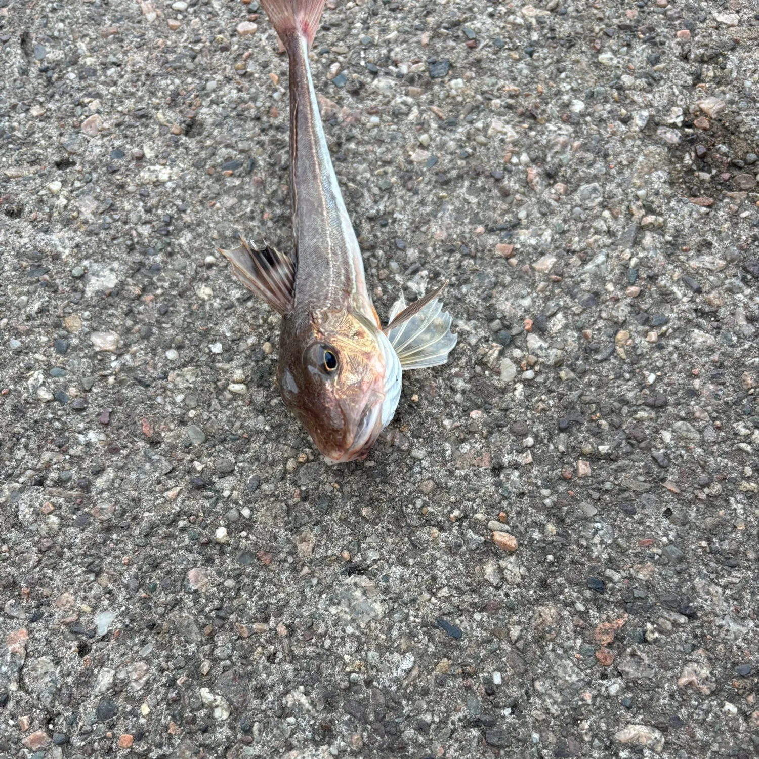 The most recent Red gurnard catches on Fishbrain