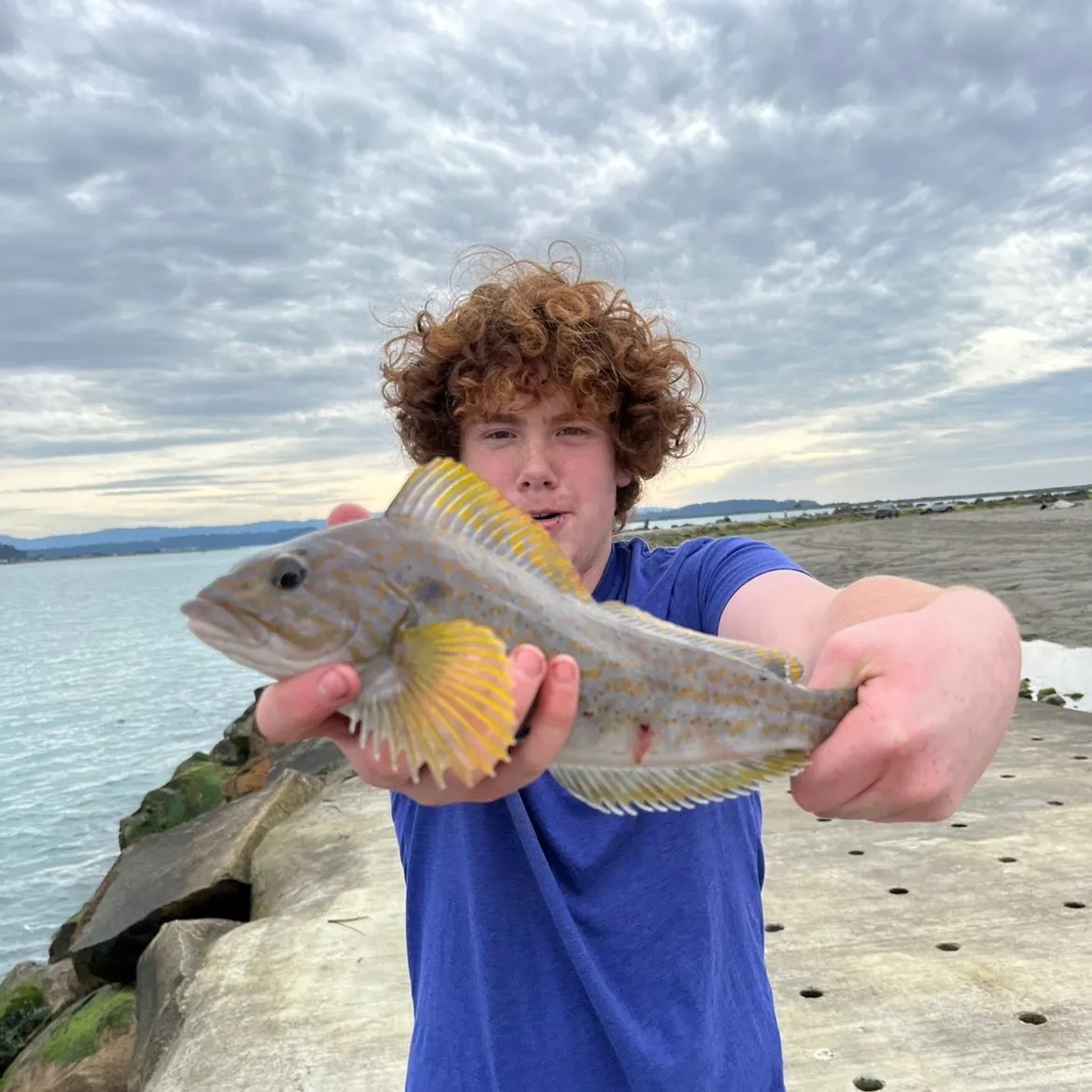 The most recent Kelp greenling catches on Fishbrain