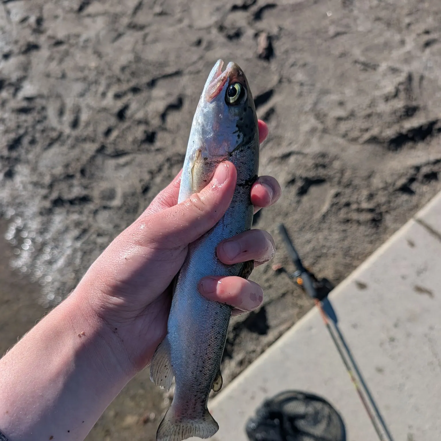 Rainbow trout caught on Fishbrain