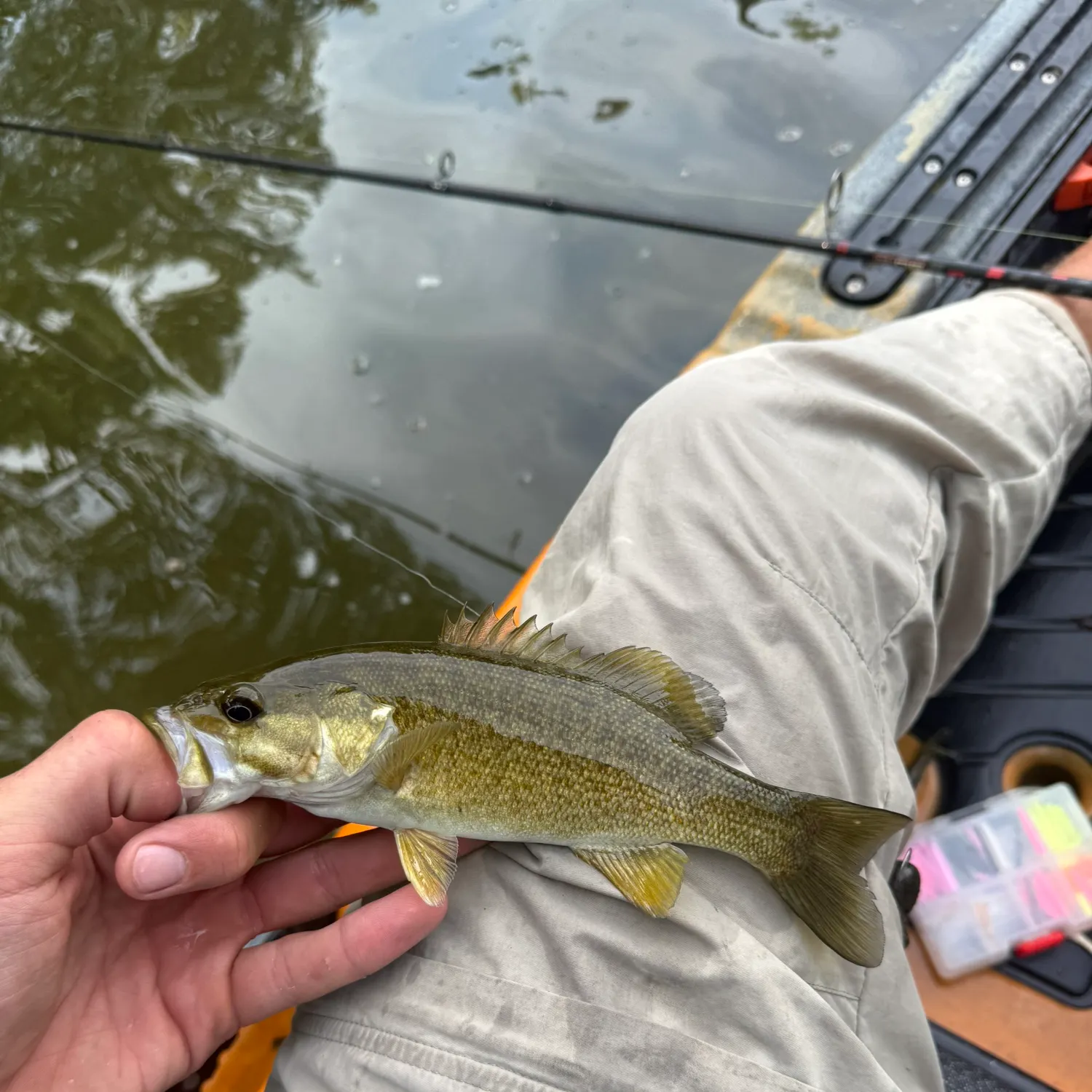 Smallmouth bass caught on Fishbrain