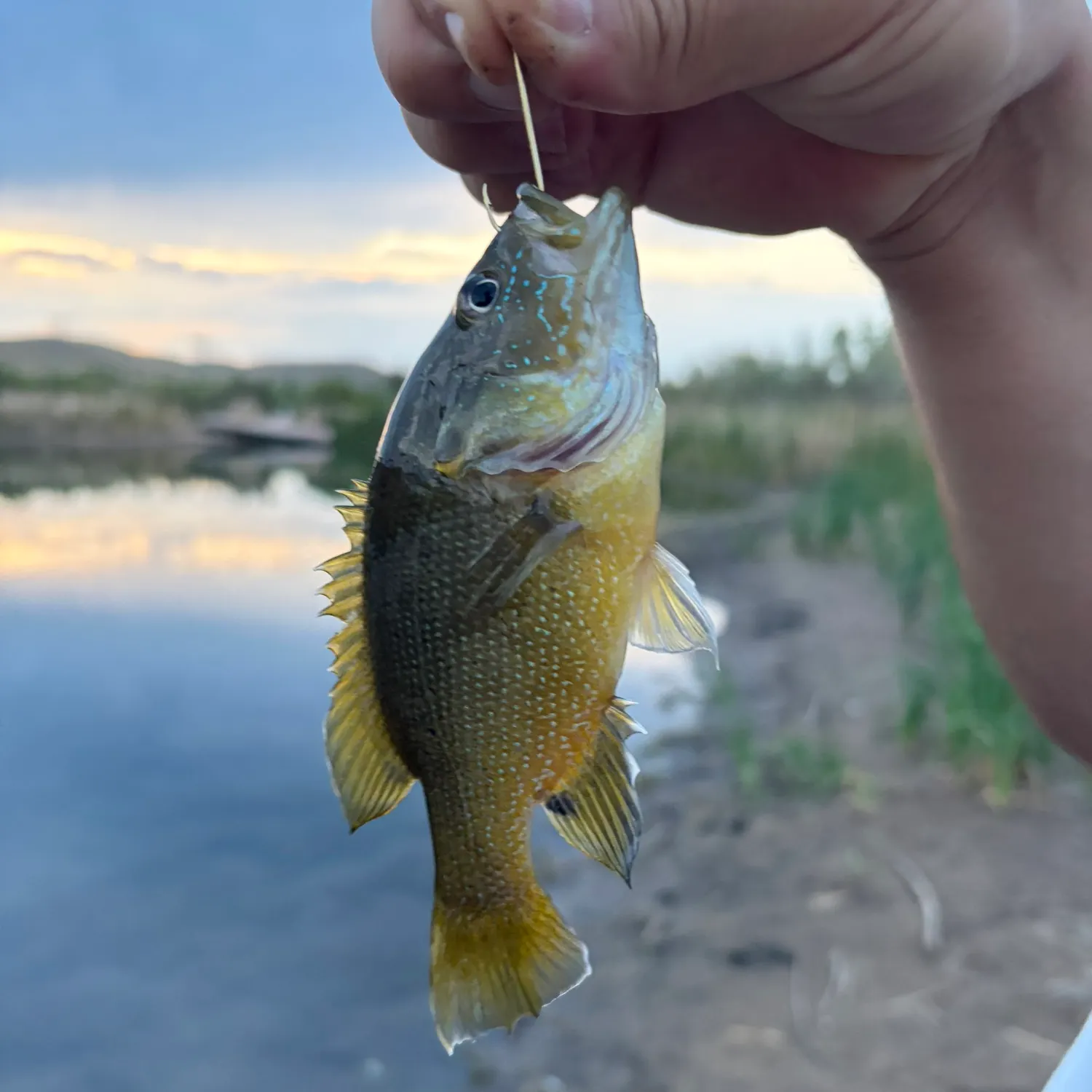 Green sunfish caught on Fishbrain