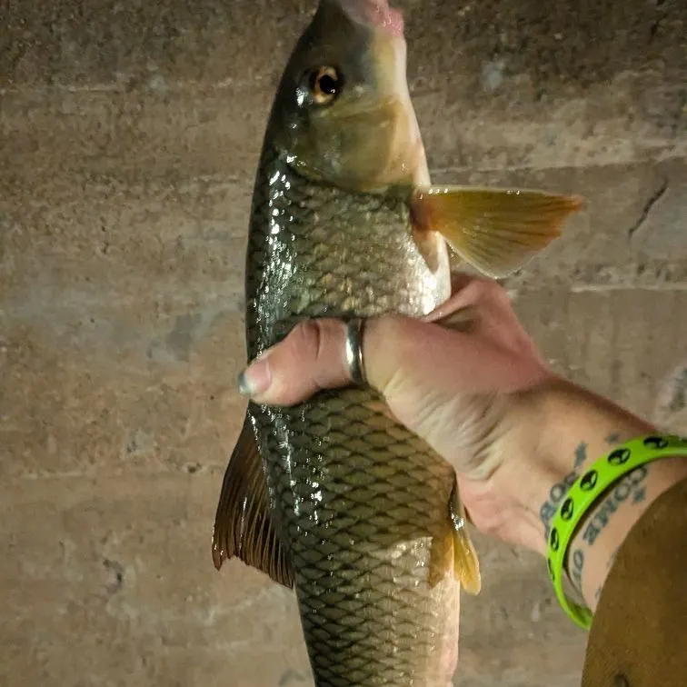 Silver redhorse caught on Fishbrain