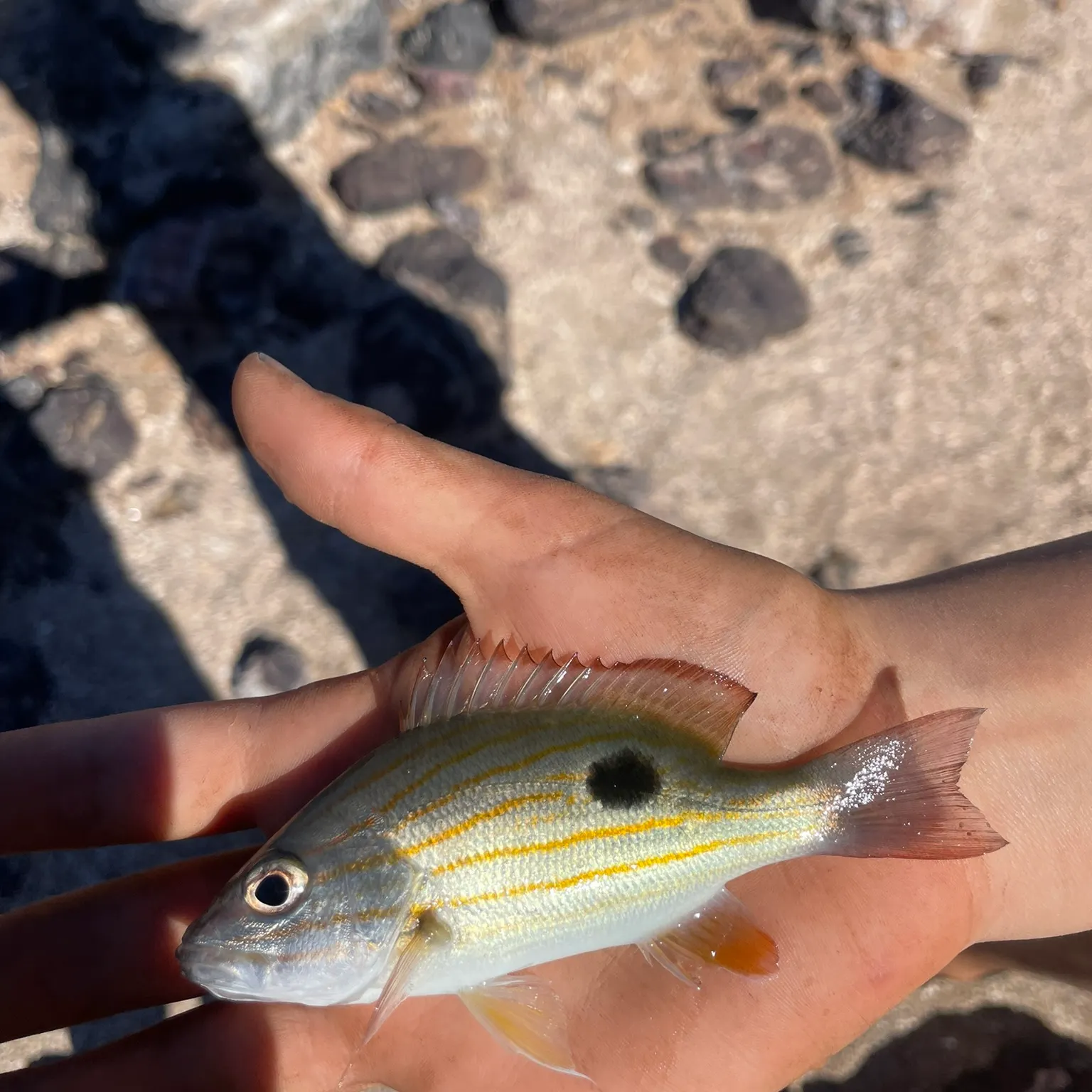 The most recent Moses perch catches on Fishbrain