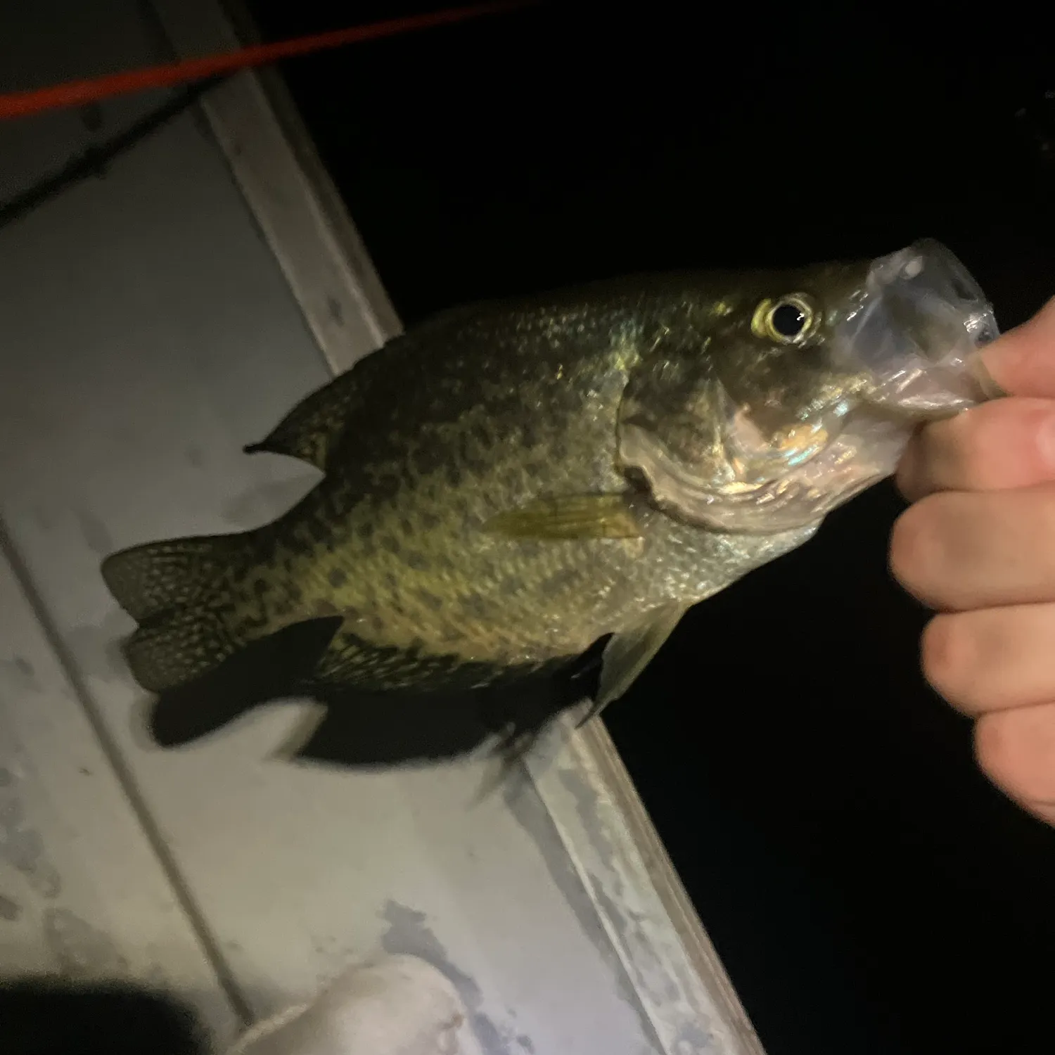 Black crappie caught on Fishbrain