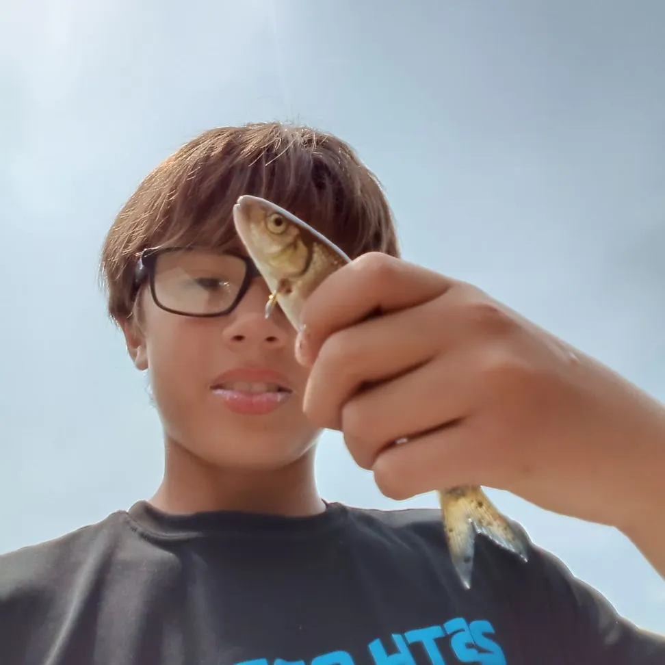 The most recent Round whitefish catches on Fishbrain
